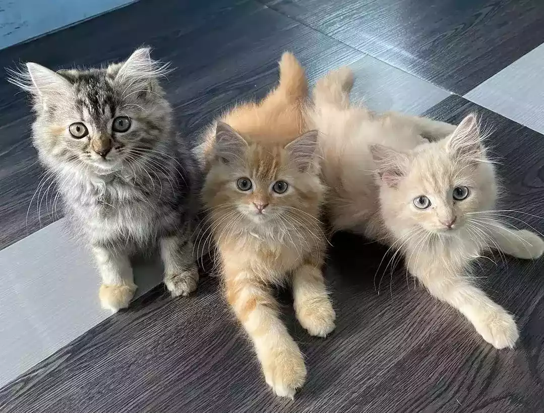 Kucing Persia