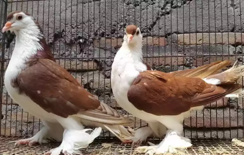 Burung Merpati Lahore