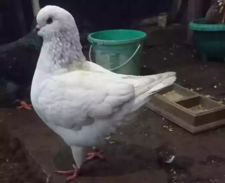 Burung Merpati King Jumbo