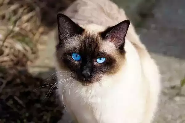 Kucing Himalaya