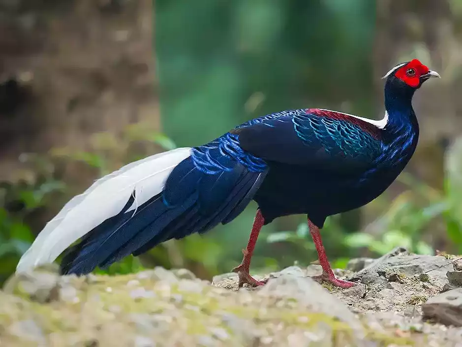 Ayam Swinhoes Pheasant