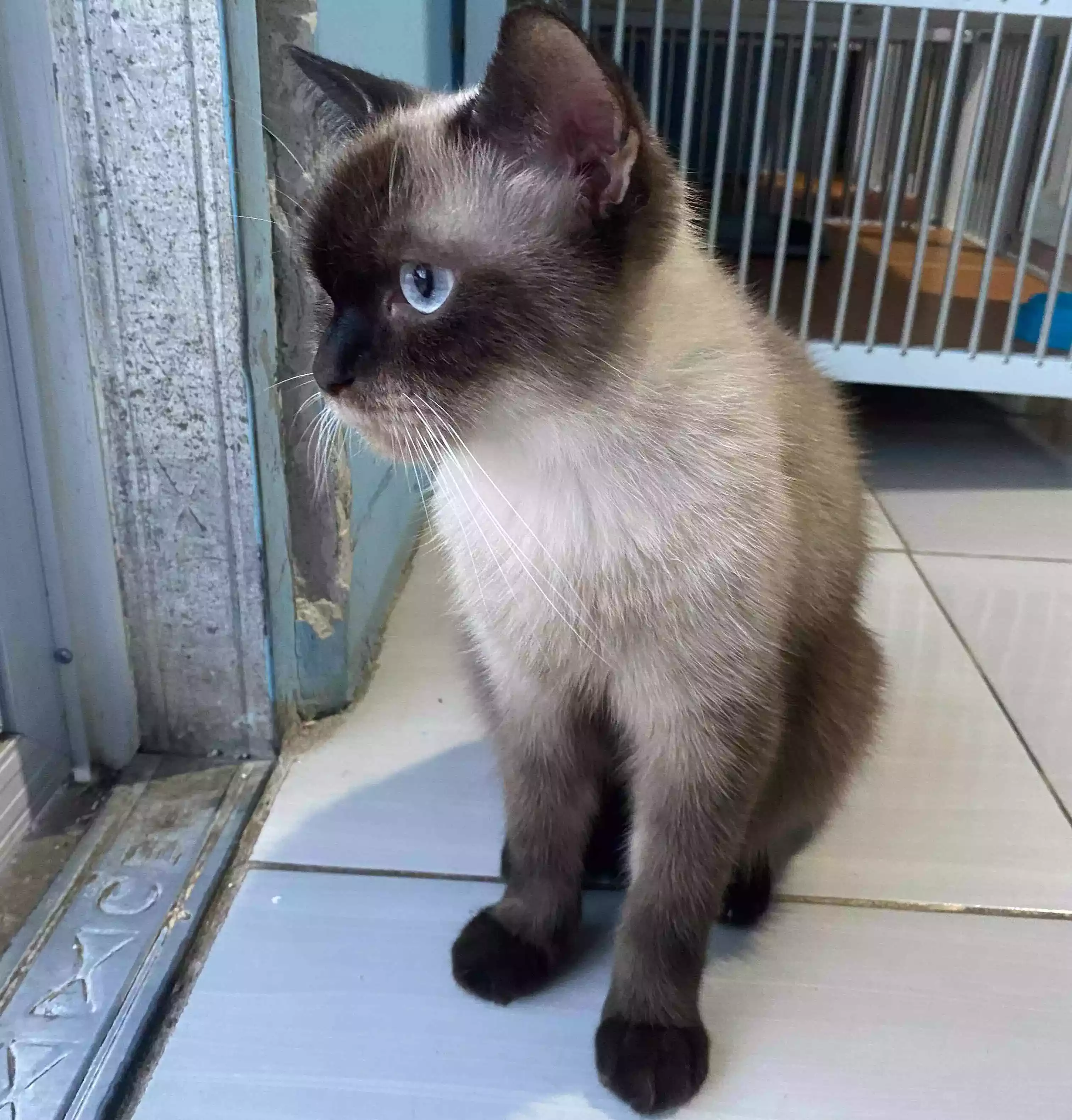 Kucing Siam