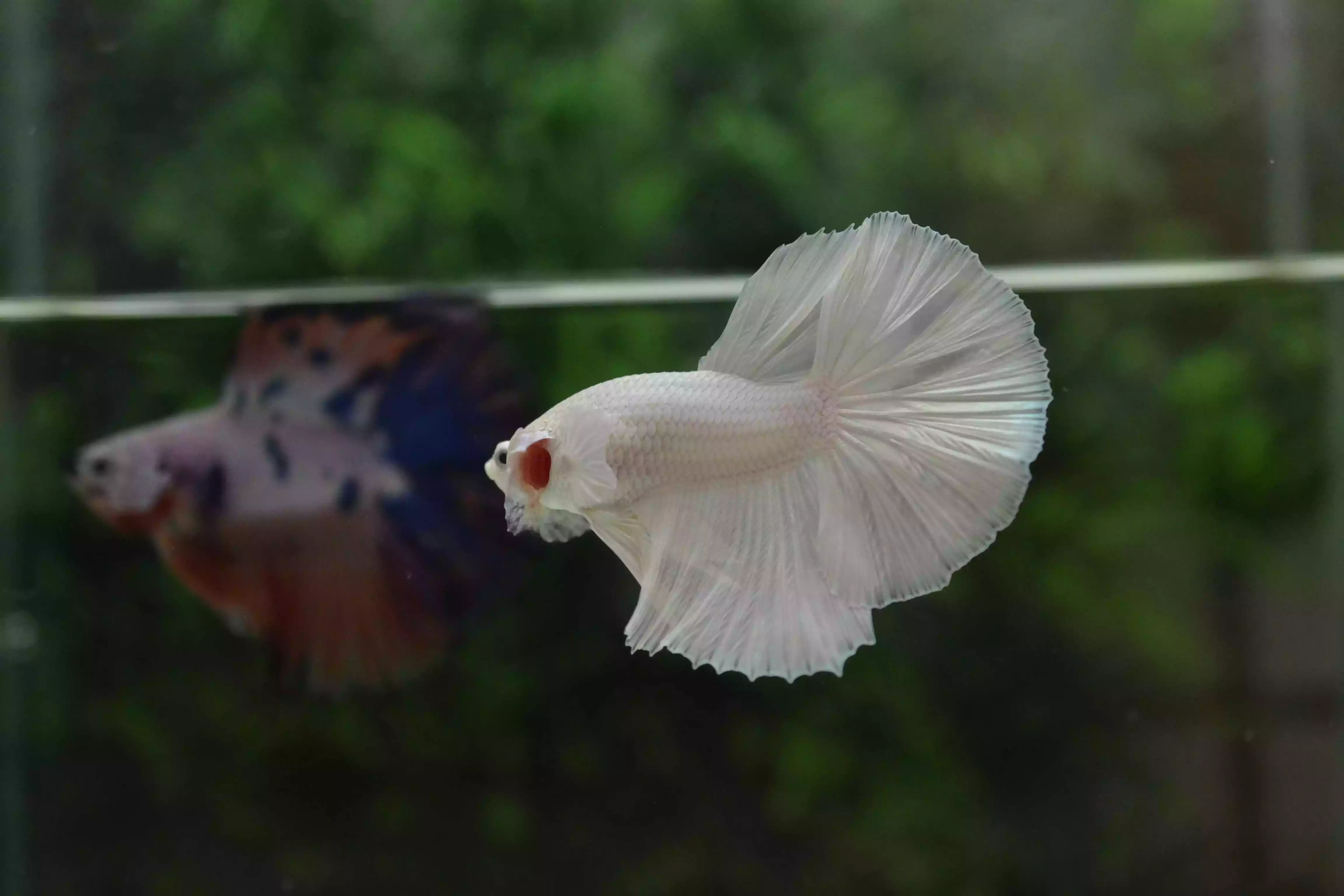 Ikan Cupang Halfmoon White