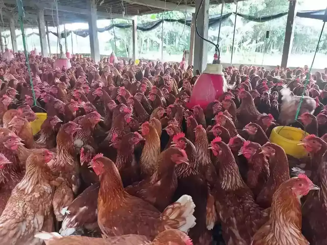 Jual Pullet Ayam Petelur Merah Usia 13 Minggu Yang Terbaik Dan Terpecaya di Kediri Jawa Timur - 0812-2851-5471