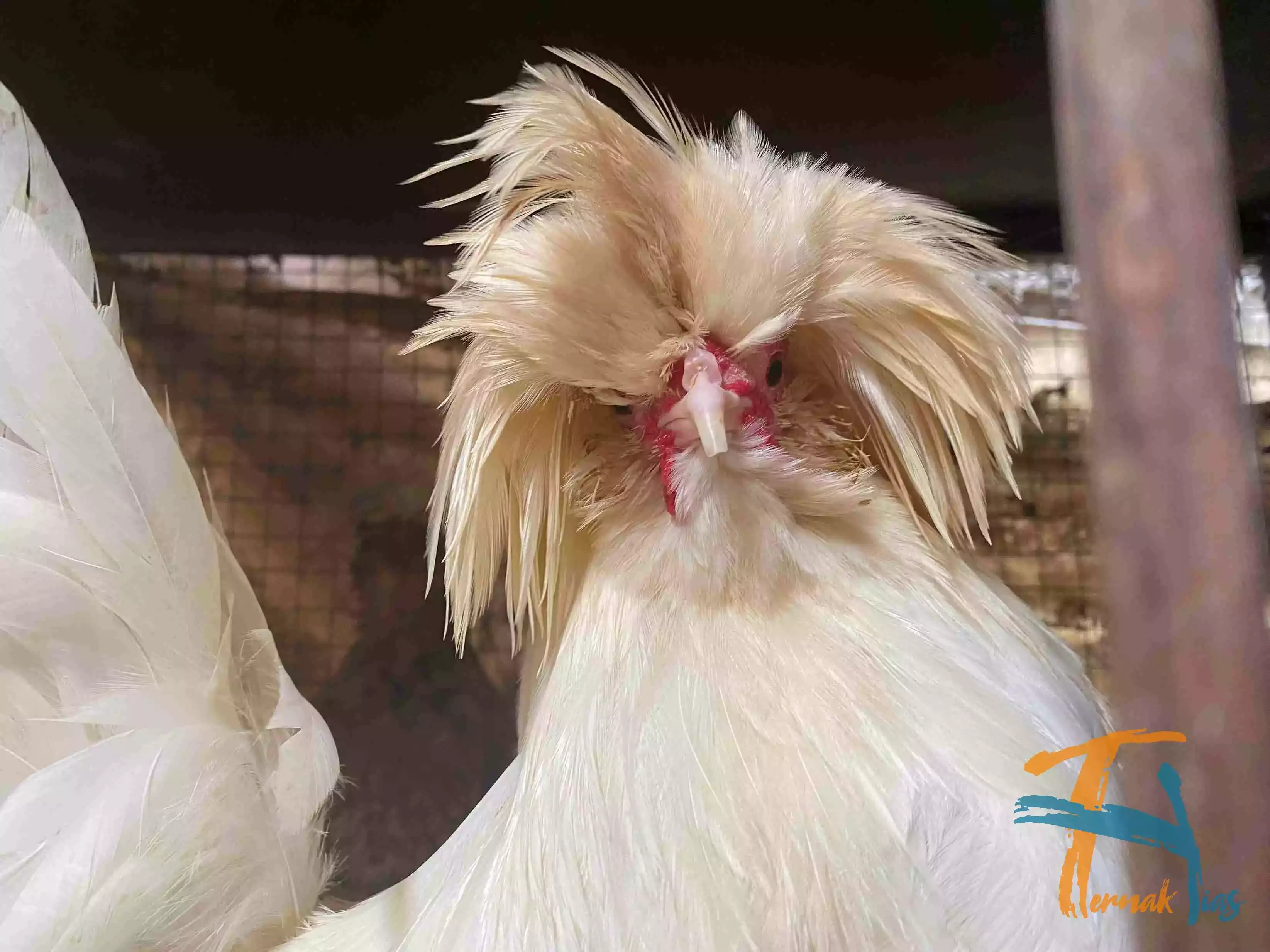 Ayam Poland