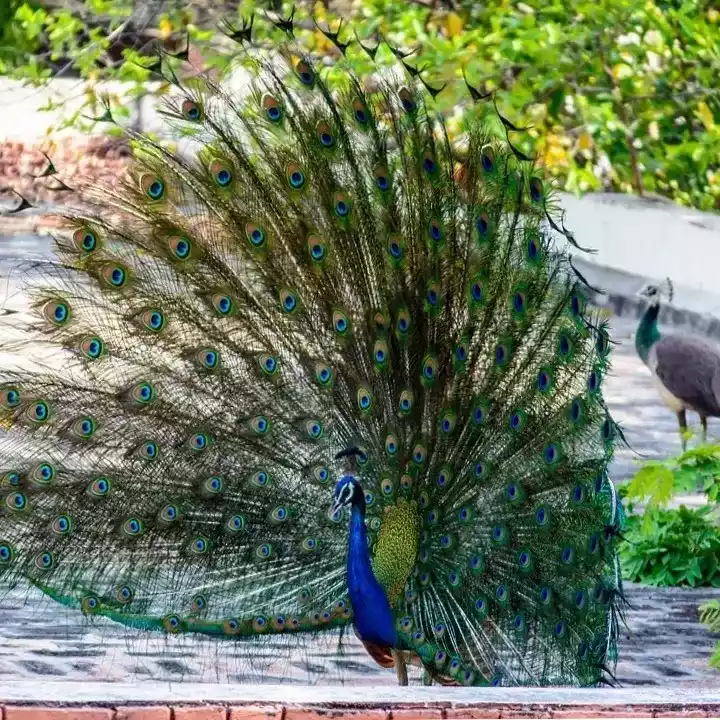 Burung Merak Blackshoulder Biru