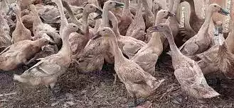 Bebek Bayah