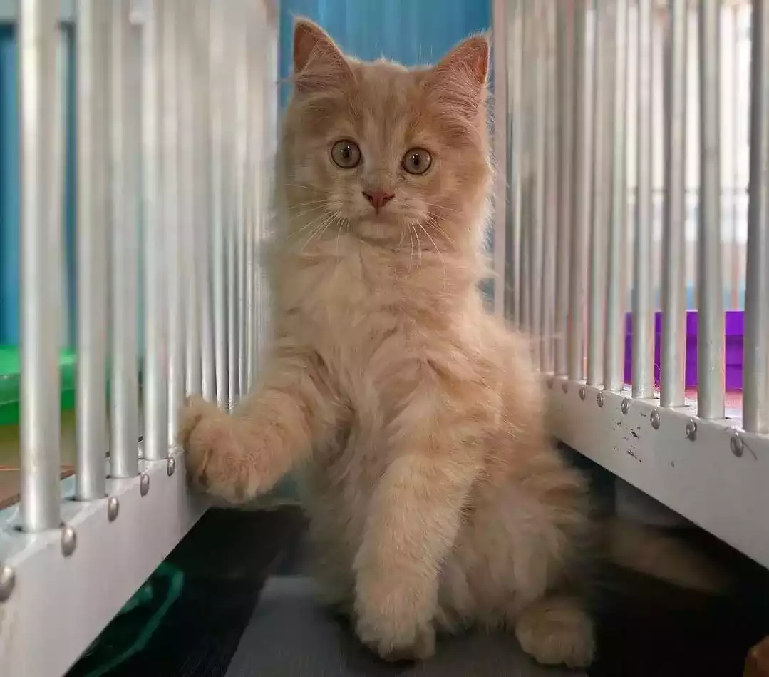 Kucing Persia
