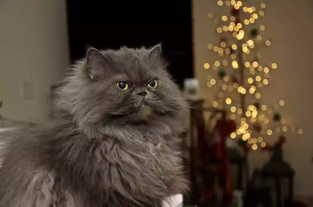 Kucing Himalaya