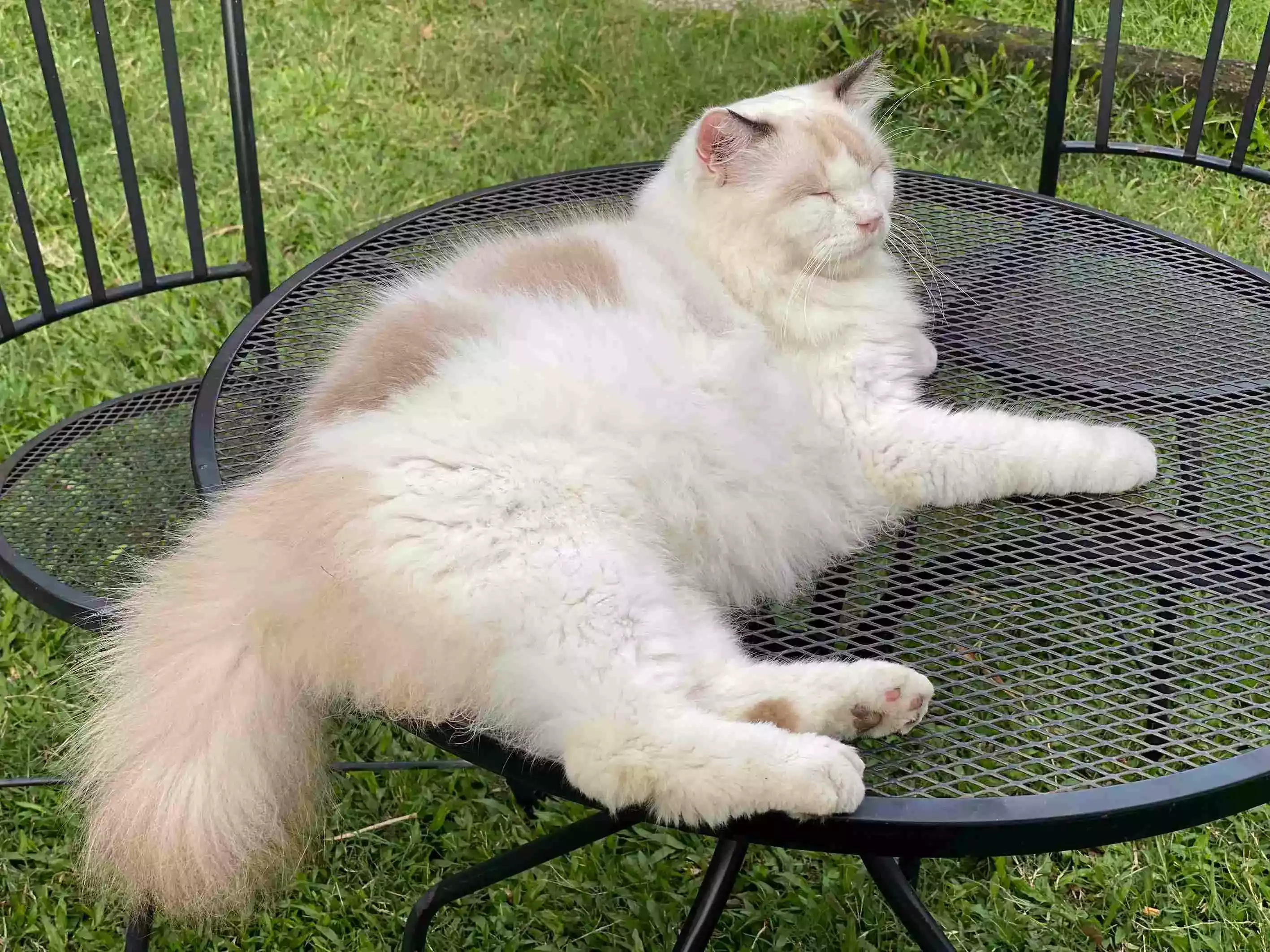 Kucing Ragdoll