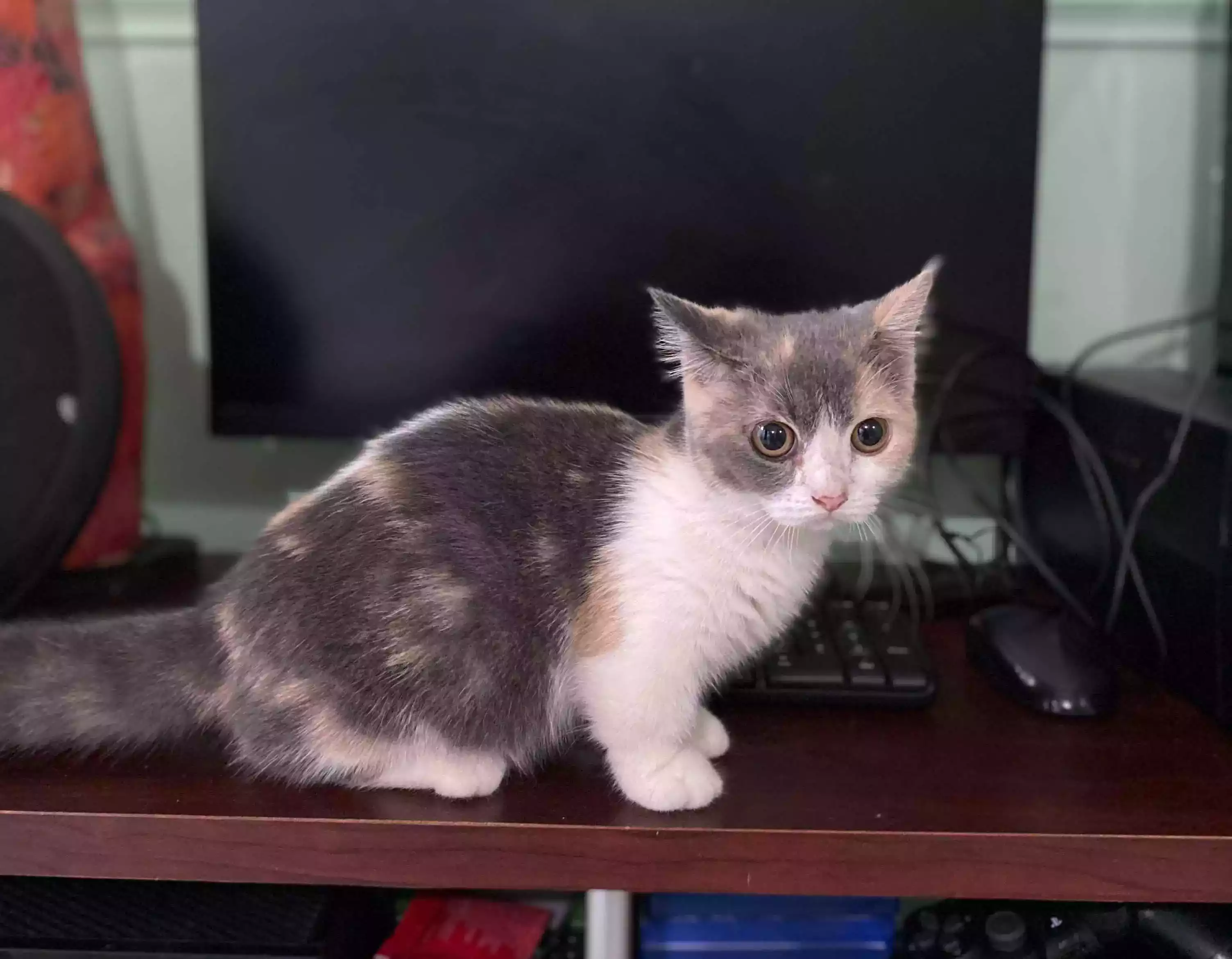 Kucing Munchkin