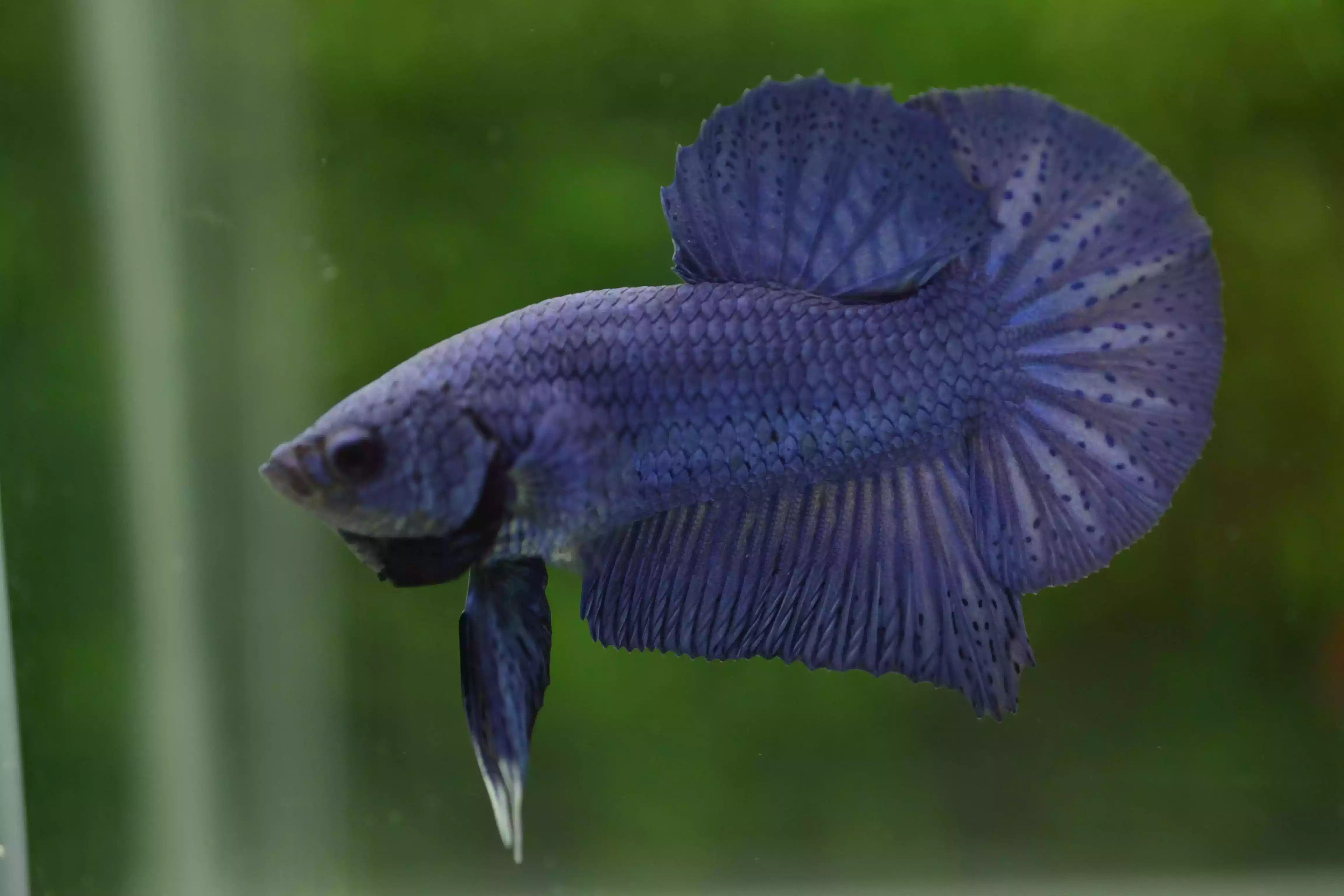 Ikan Cupang Plakat