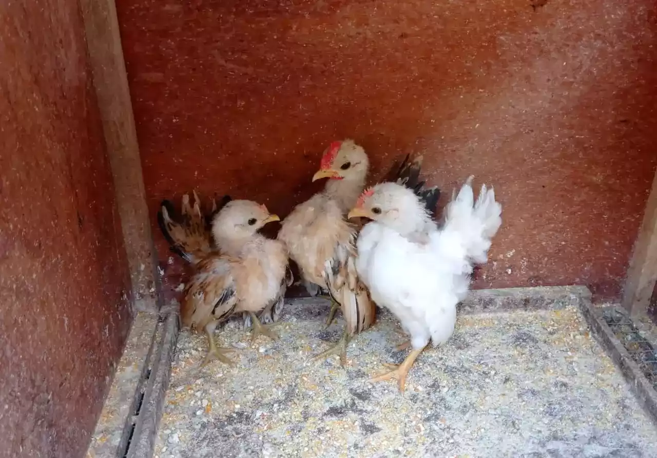 Ayam Serama