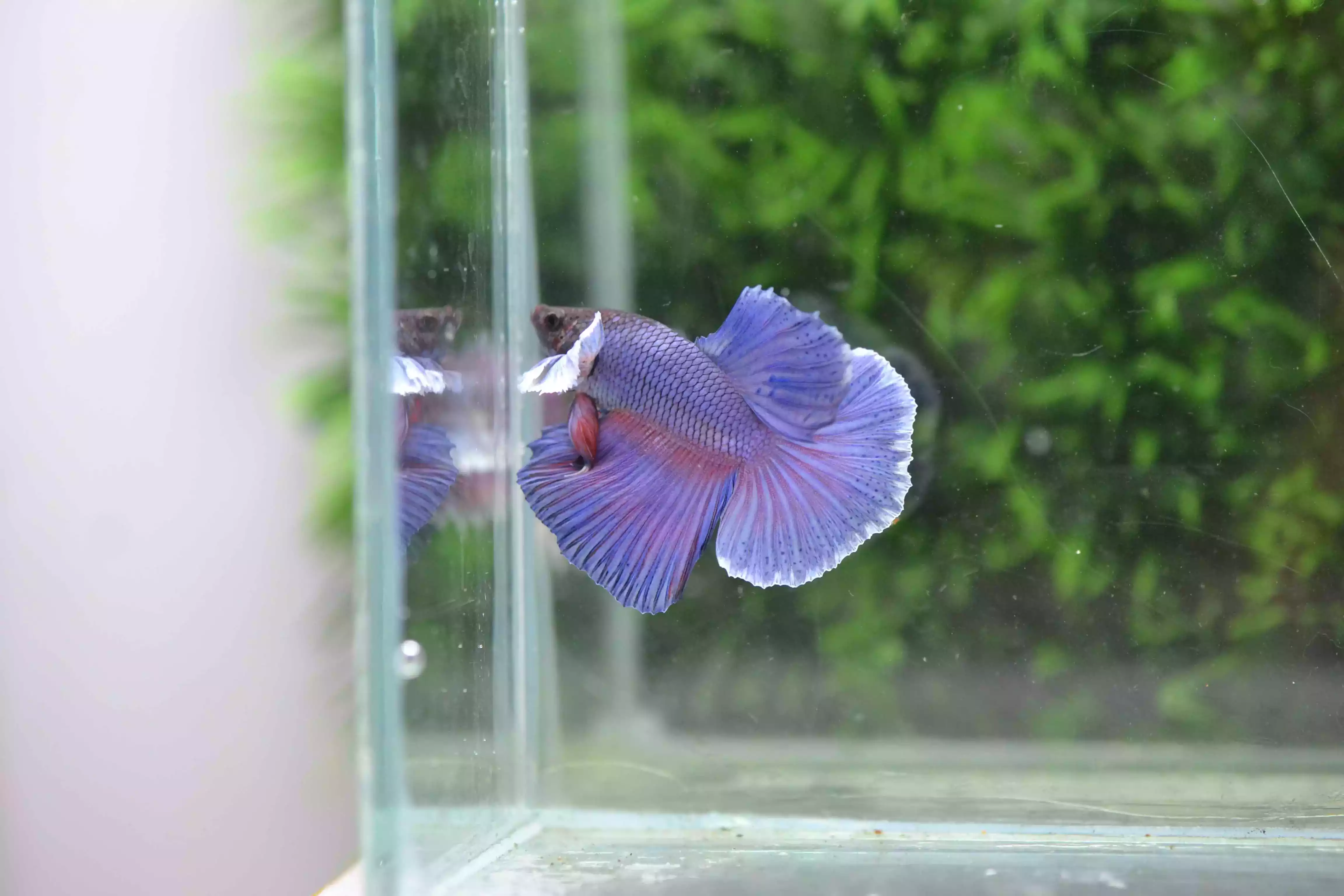 Ikan Cupang Halfmoon Dumbo Ear