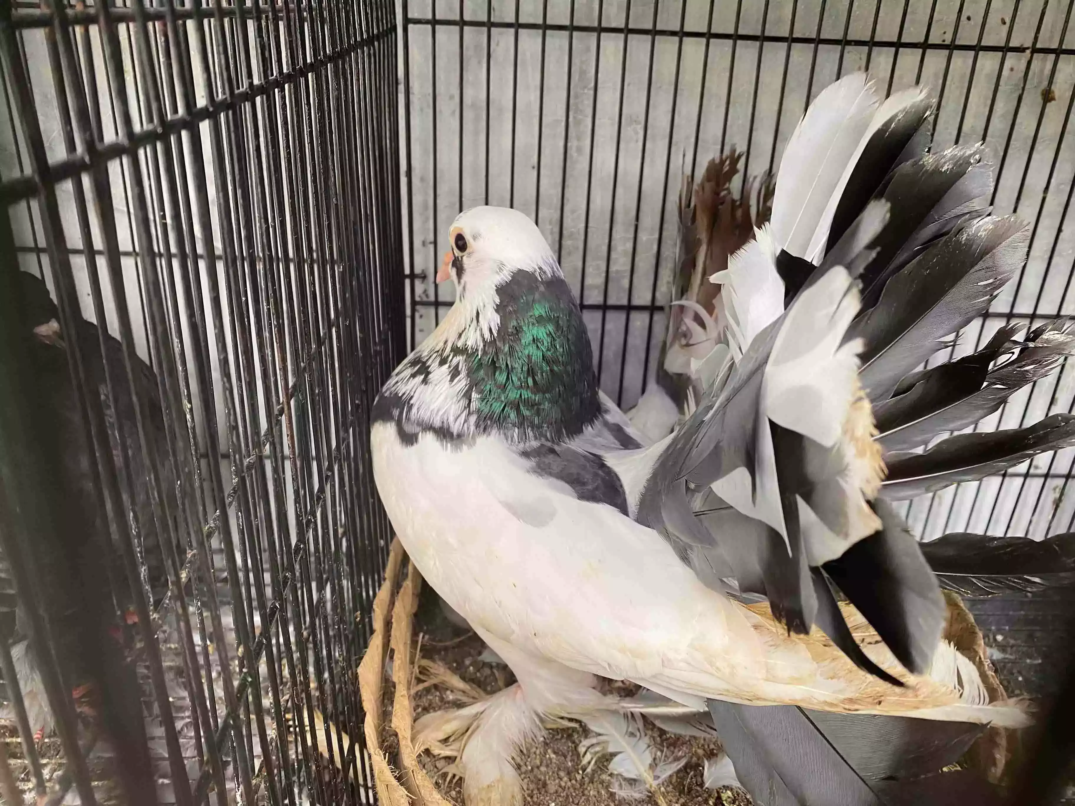 Burung Merpati Kipas