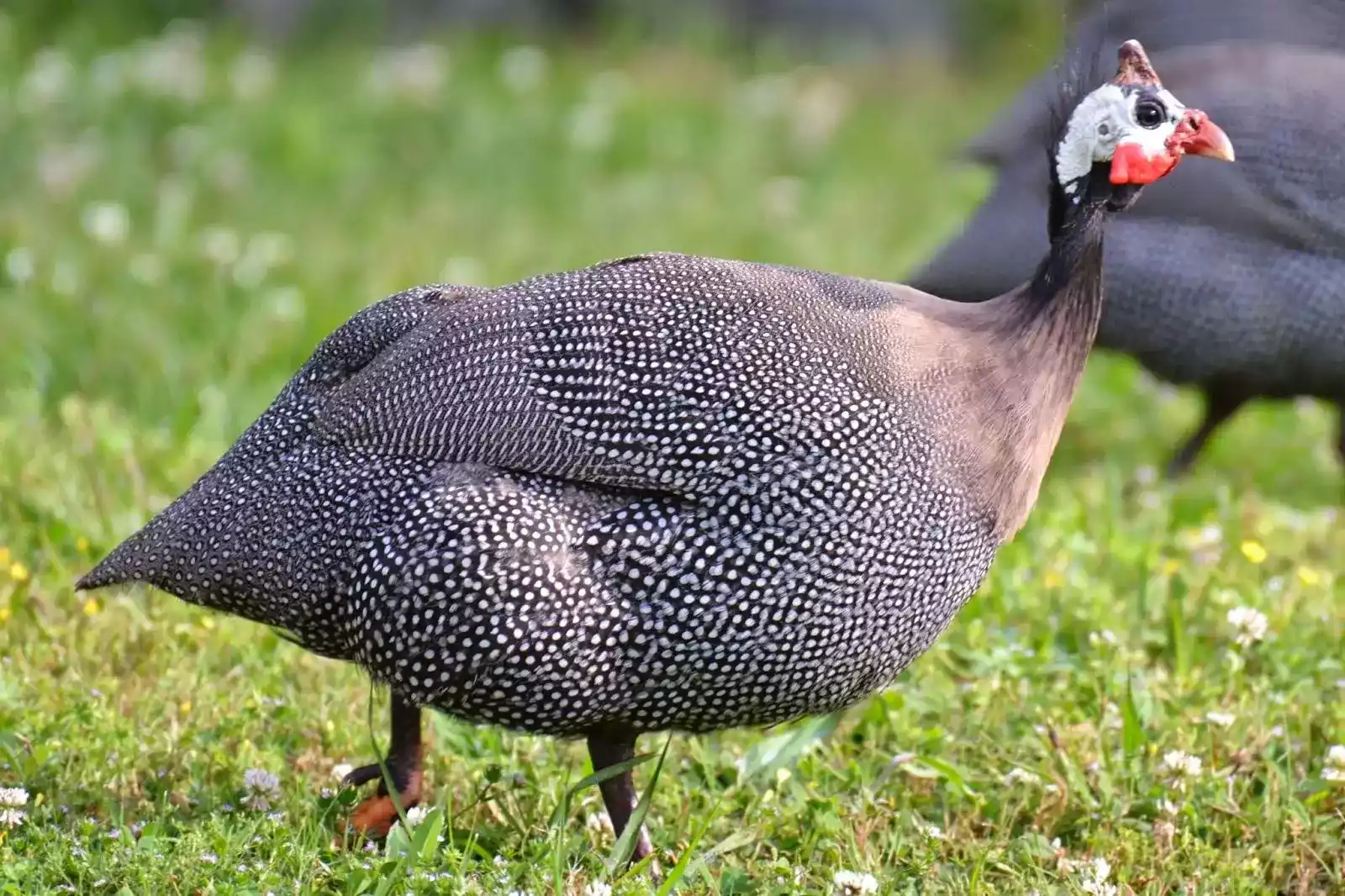 Ayam Guinea Fowl (Mutiara)