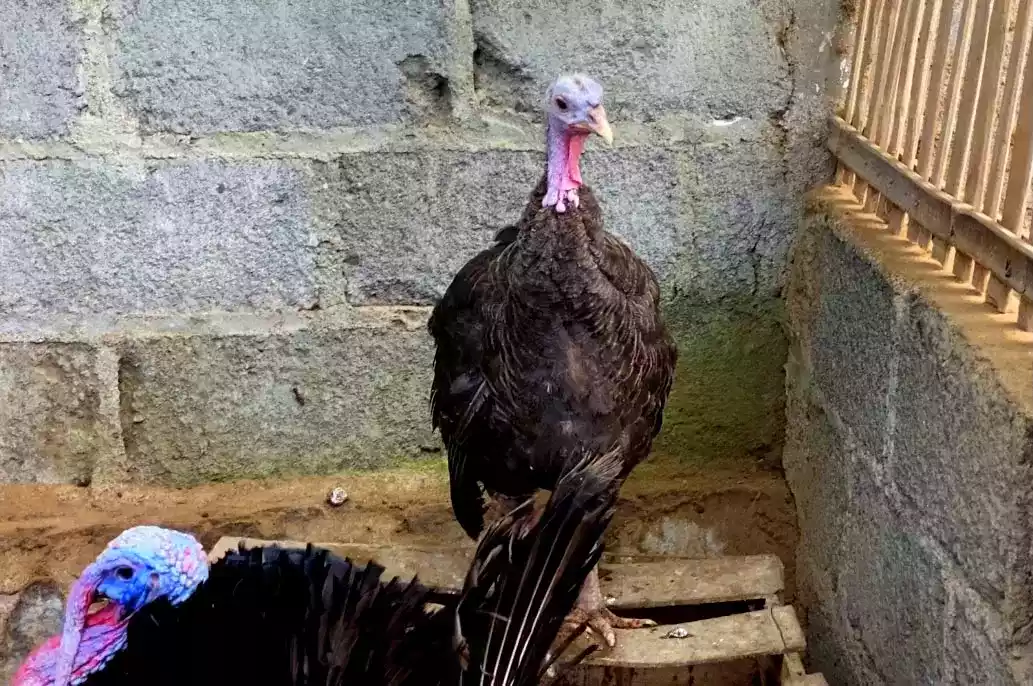 Kalkun Black Spanish