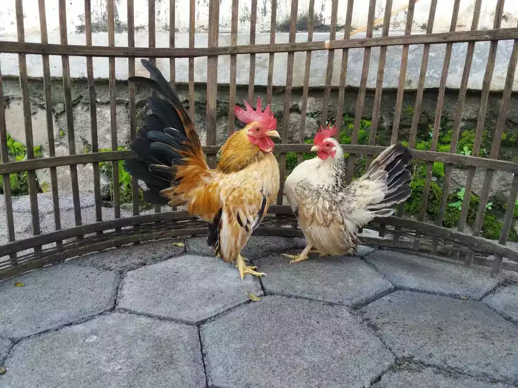 Ayam Kate