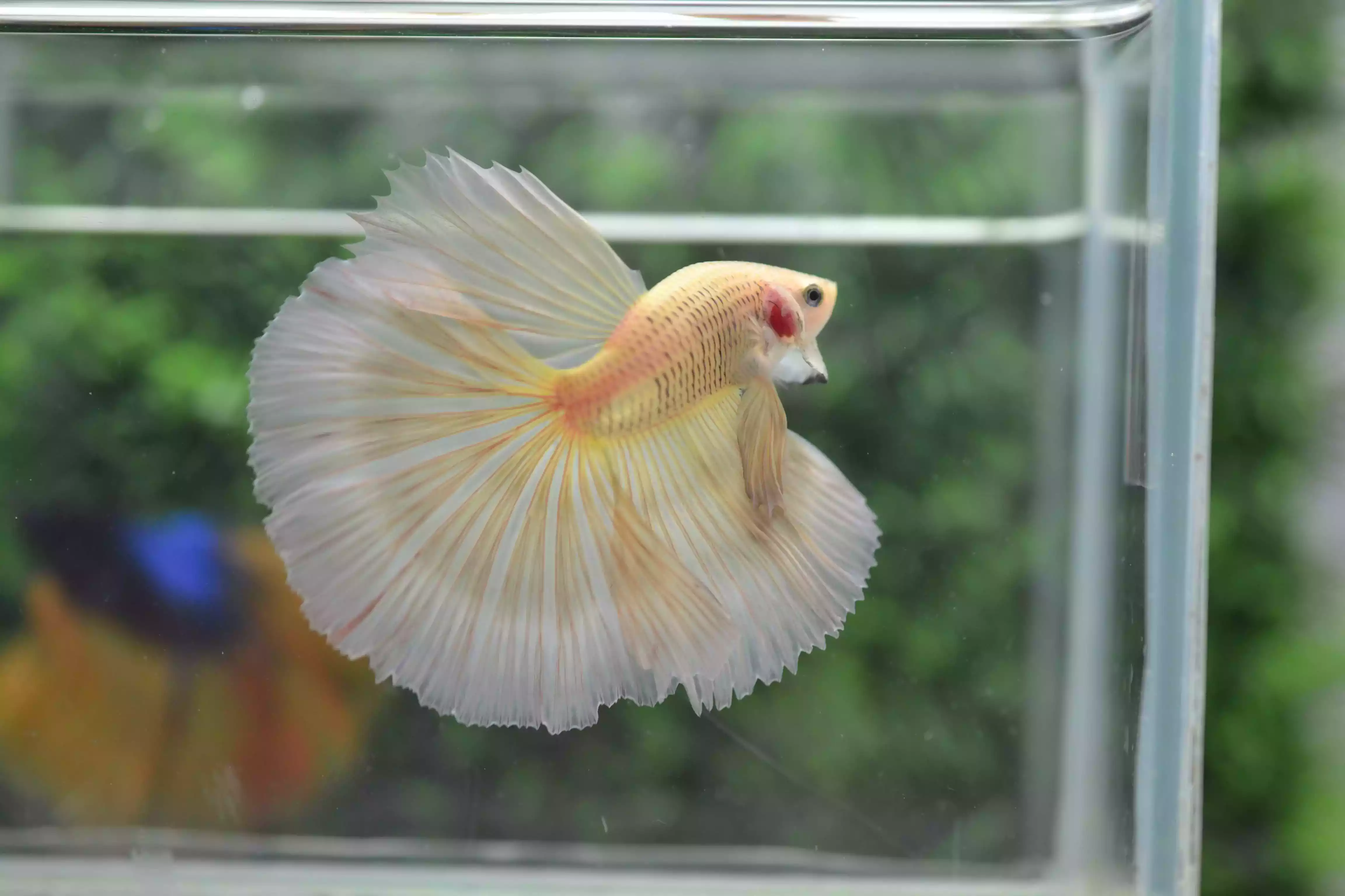 Ikan Cupang Halfmoon Potato