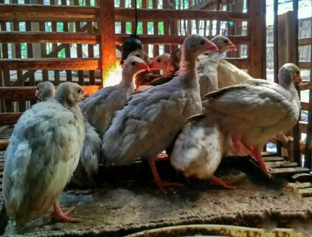 Ayam Mutiara Lavender (Silver)