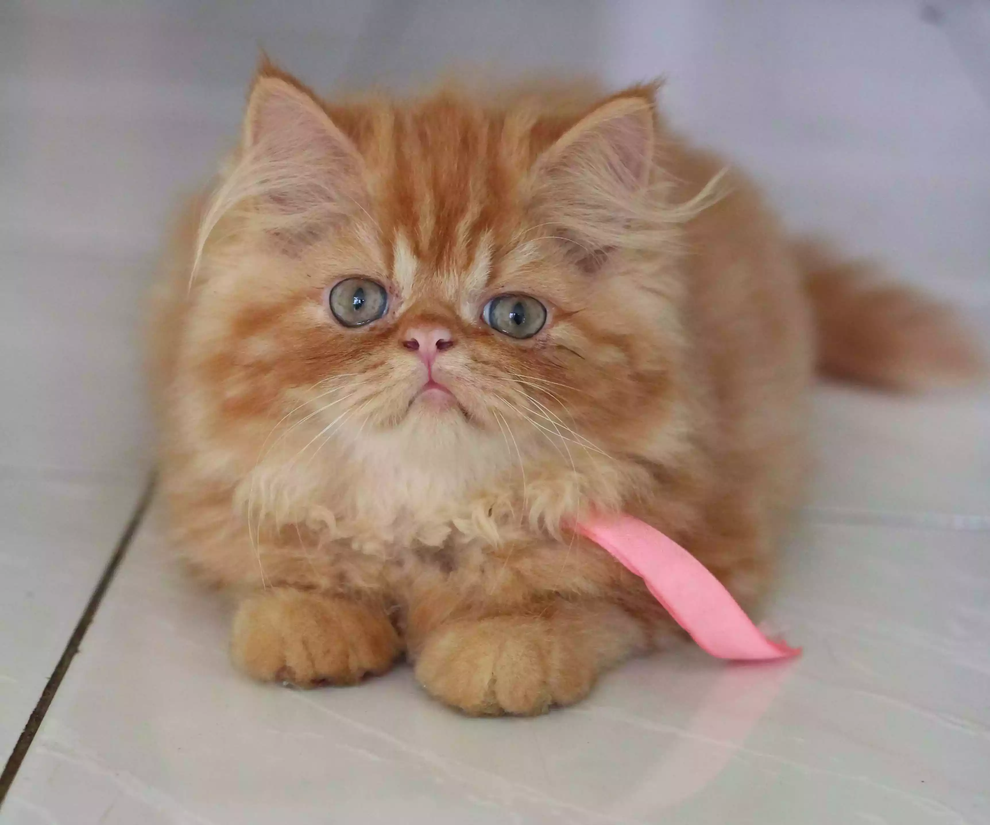 Kucing Persia Peaknose