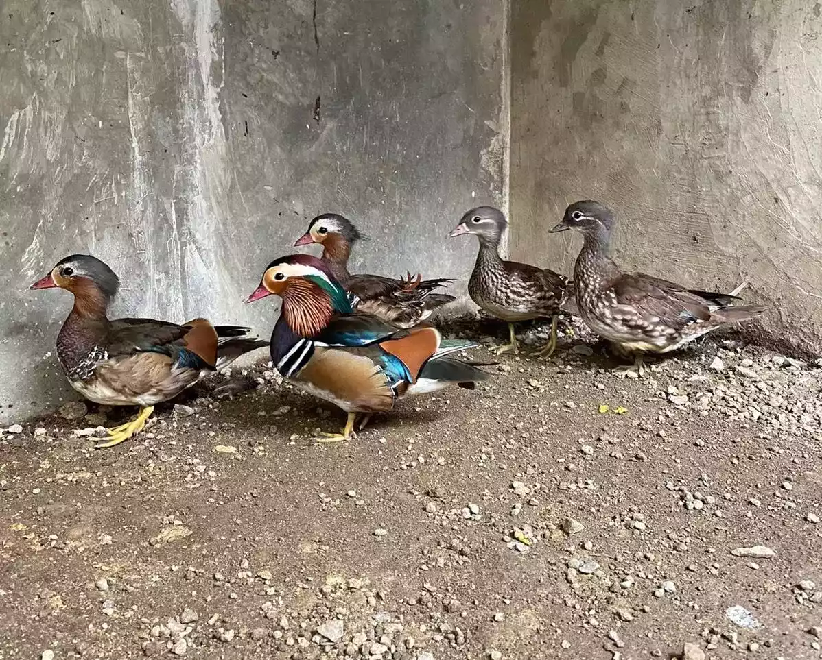 Bebek Mandarin