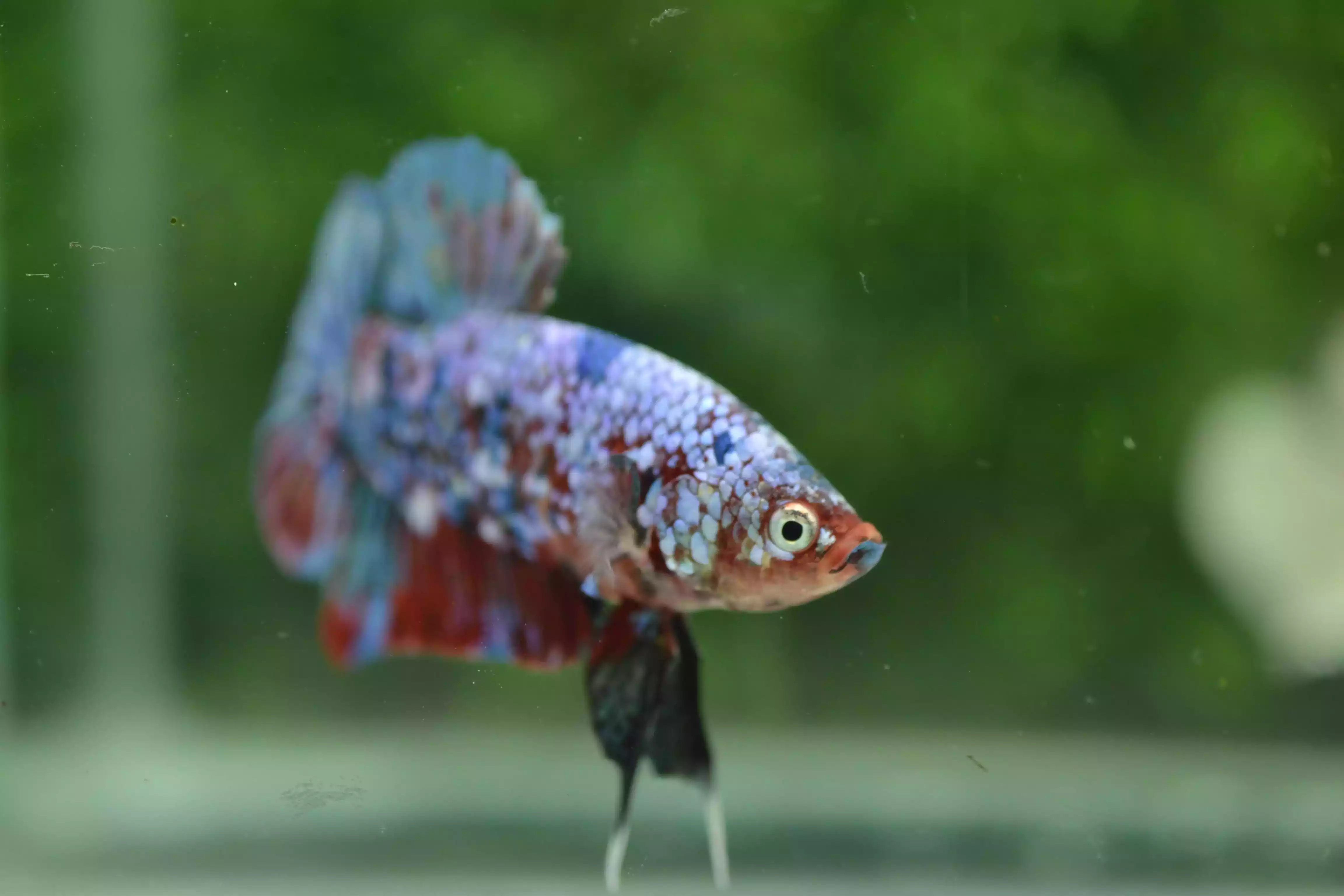 Ikan Cupang Plakat Multicolor