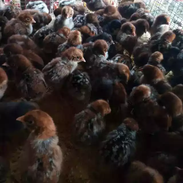 DOC Ayam Arab Petelur