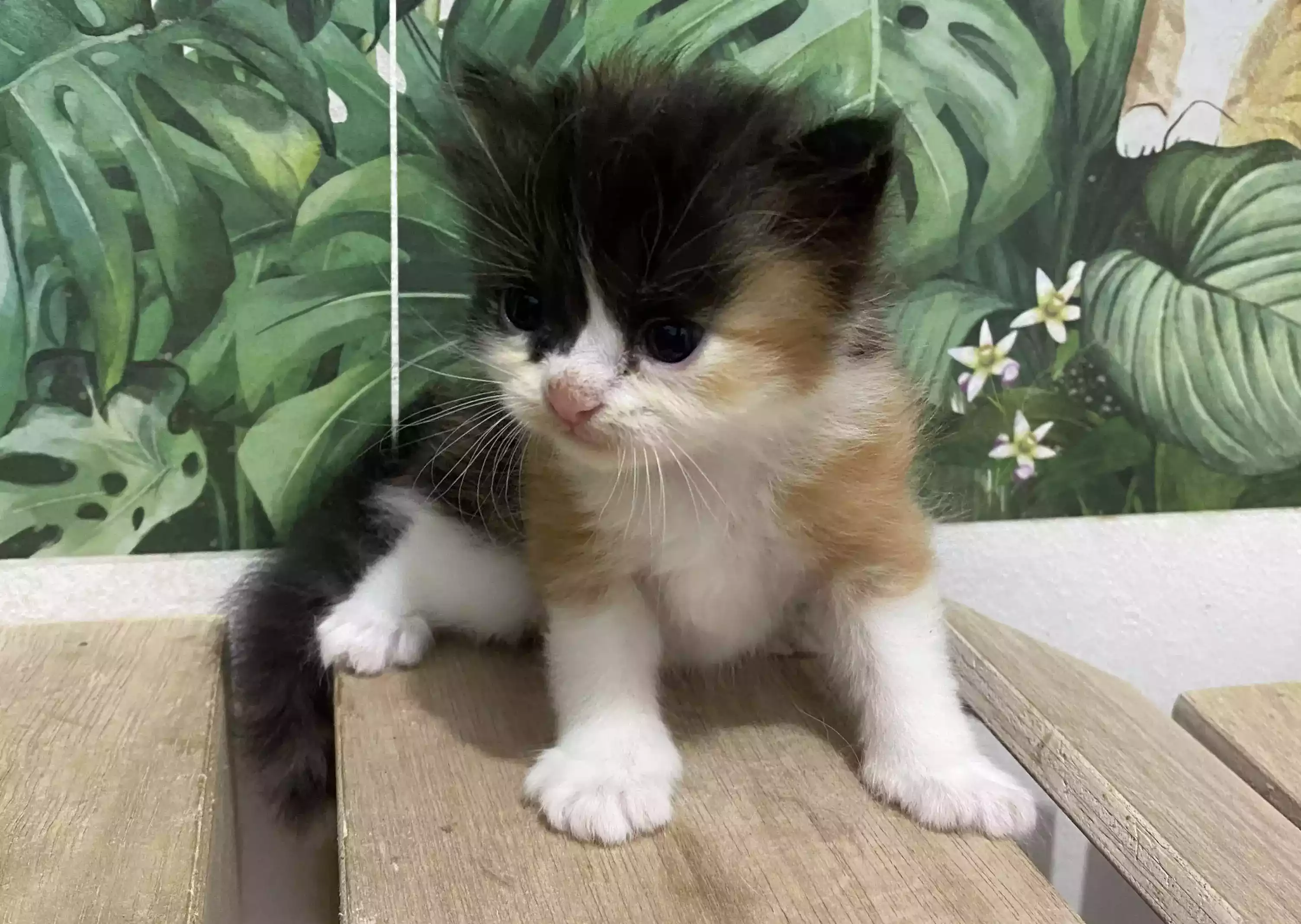 PENYEBAB ANAK KUCING MENGALAMI JAMURAN, GEJALANYA DAN CARA MENGOBATINYA
