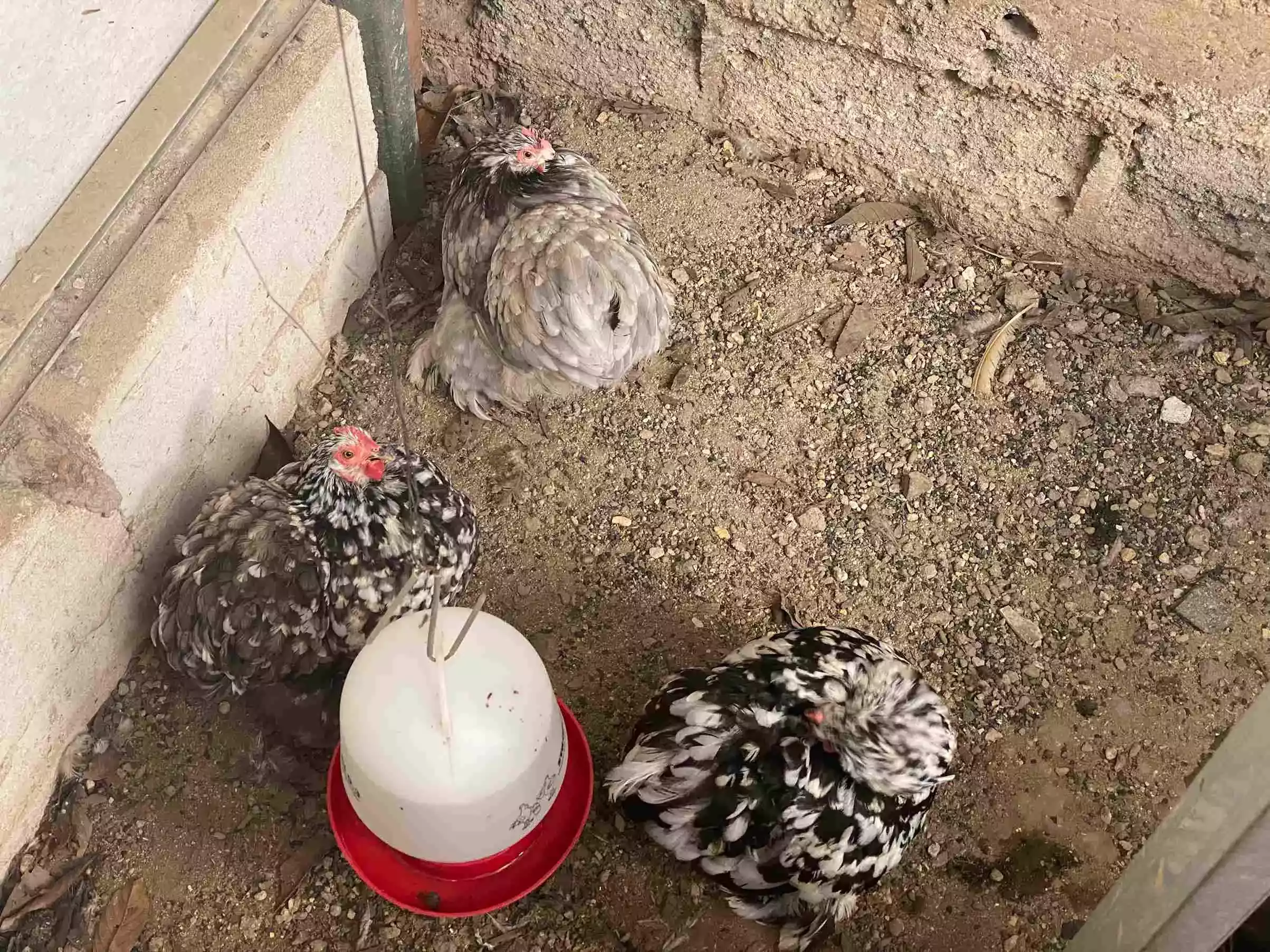 Ayam Cochin