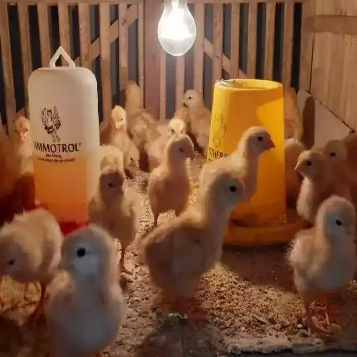 DOC Ayam Petelur