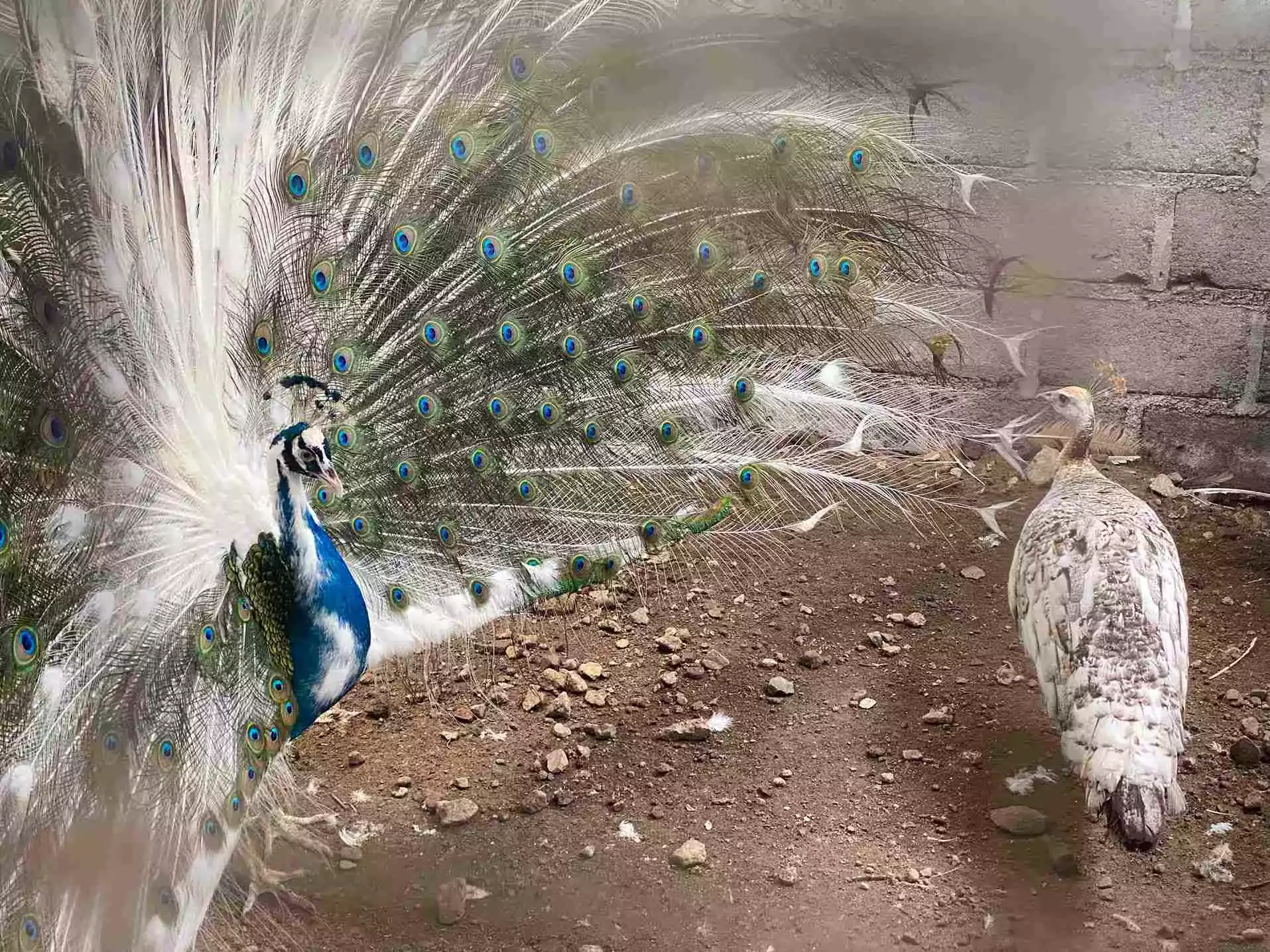 Burung Merak