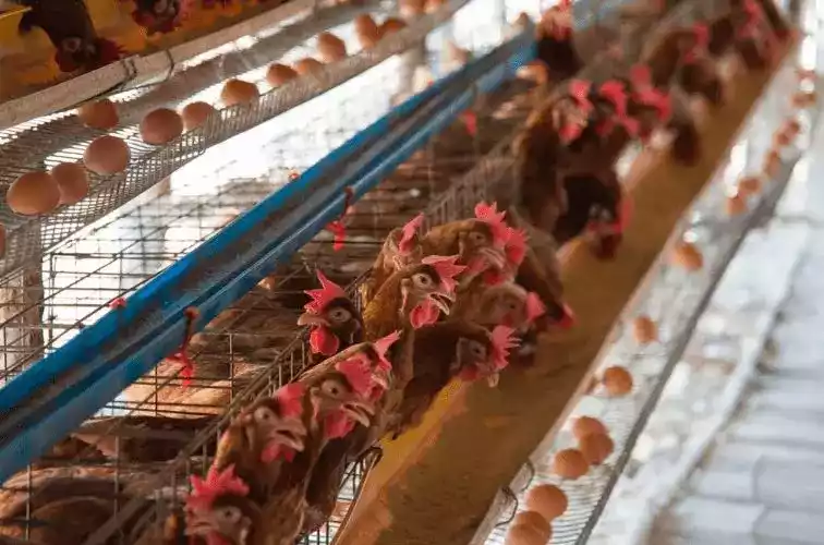 Pullet Ayam Petelur