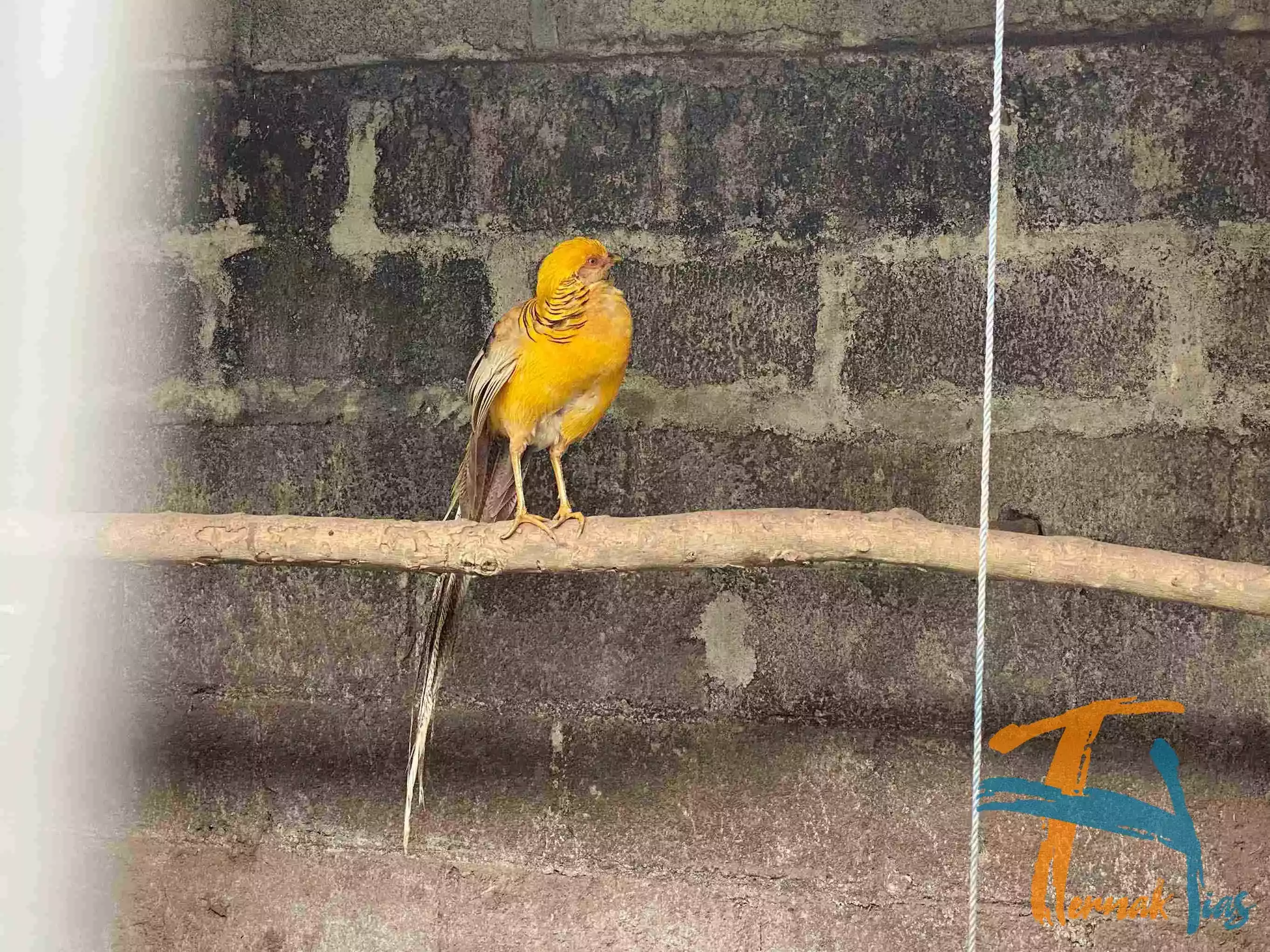 Yellow Pheasant