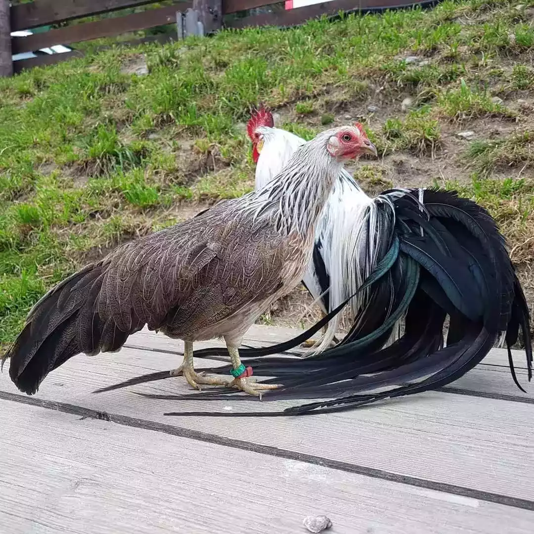 Ayam Phoenix