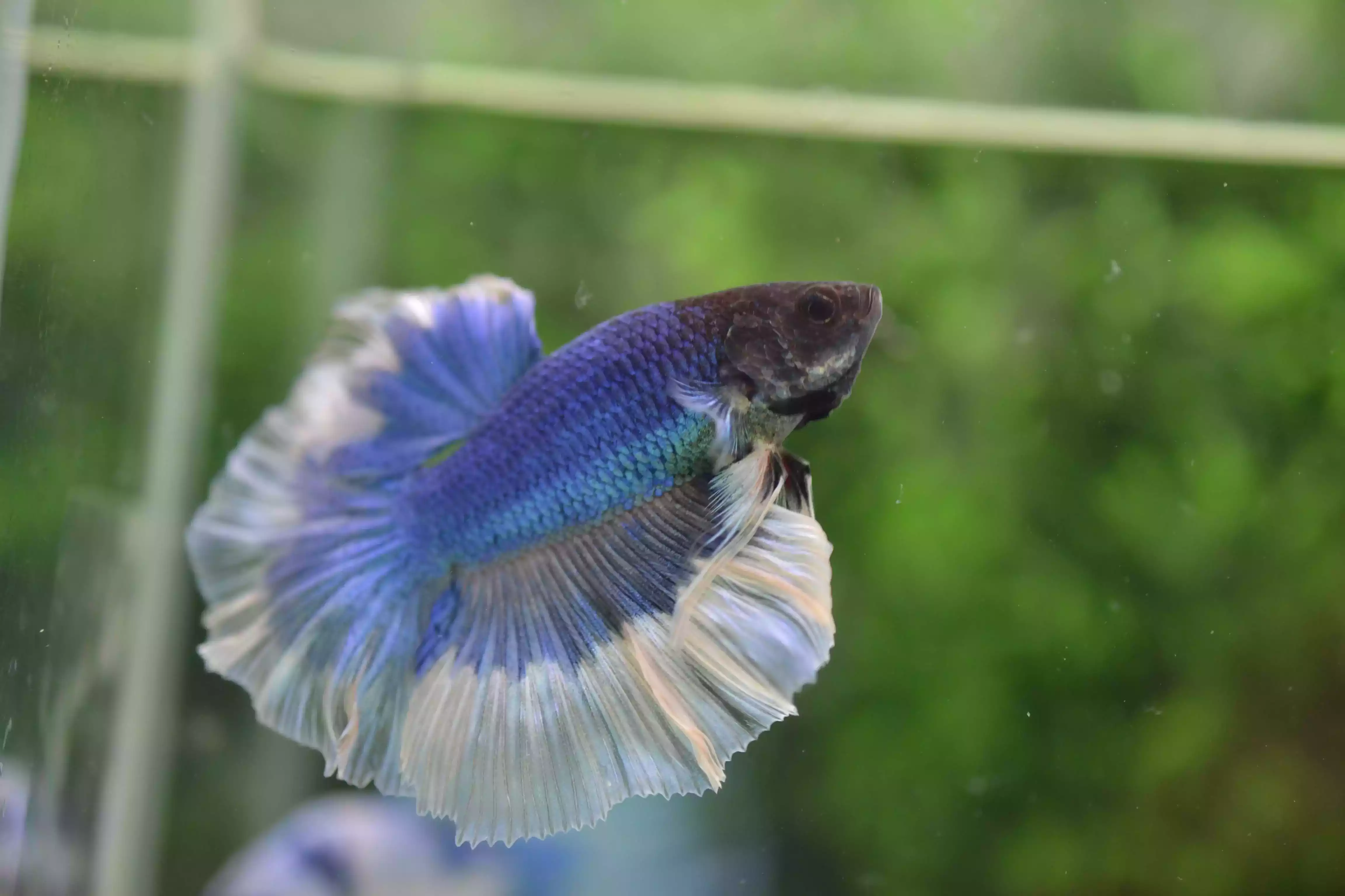 Ikan Cupang Rosetail Butterfly