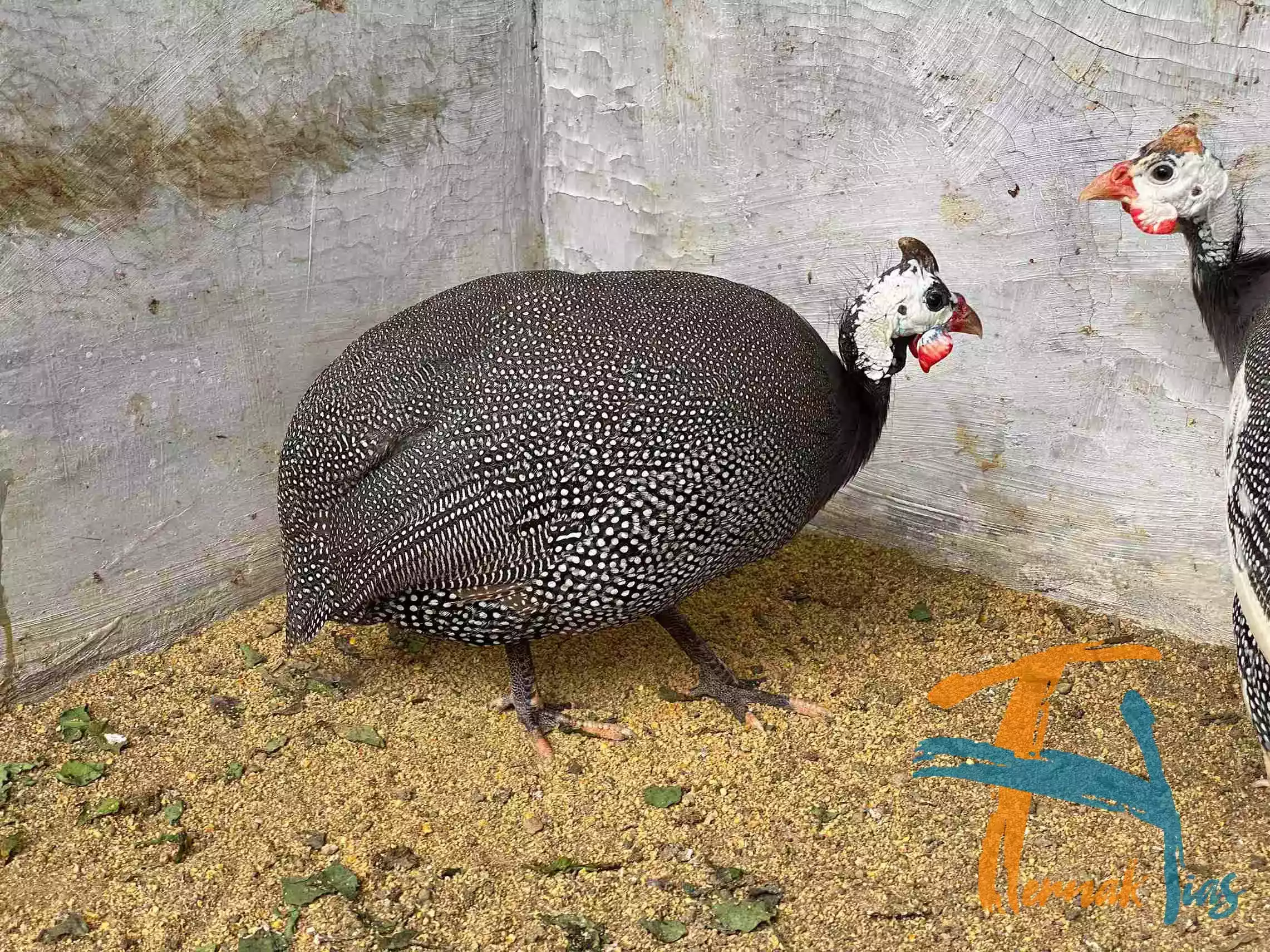 Ayam Mutiara Pearl Grey