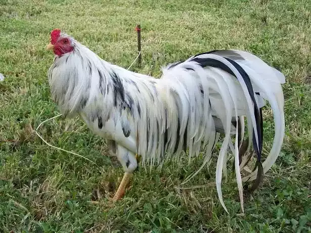 Ayam Sumatra