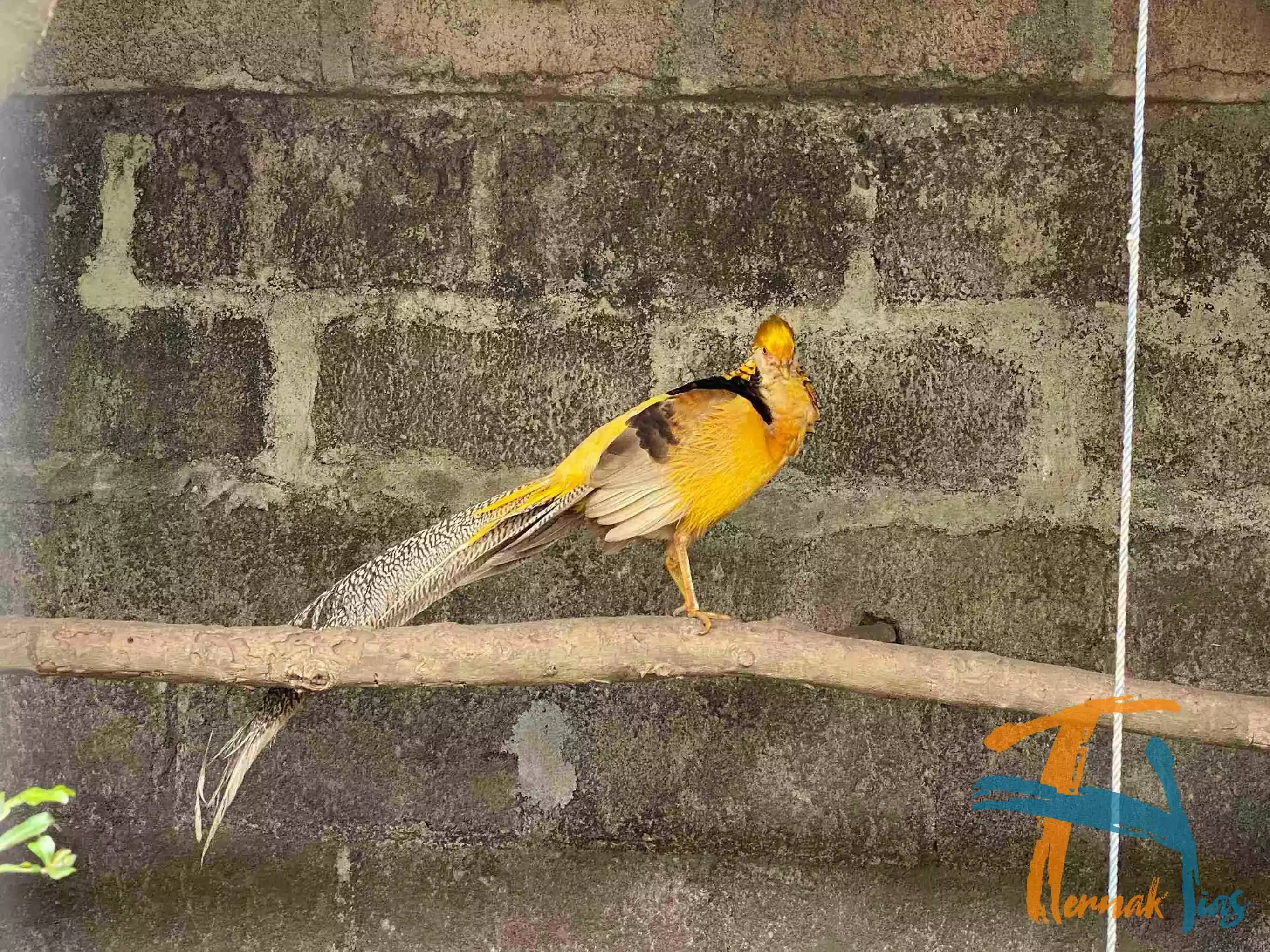 Yellow Pheasant