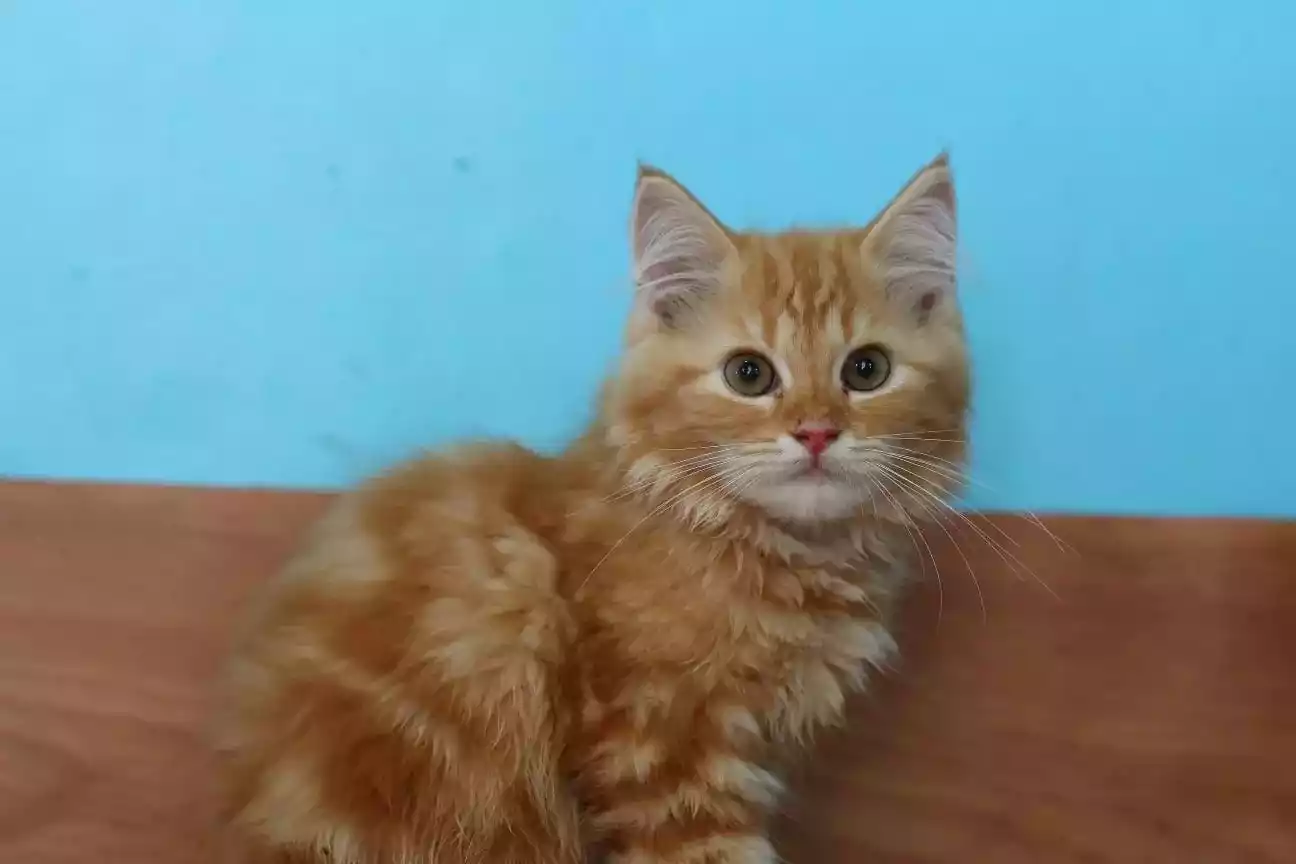 Kucing Persia Oren