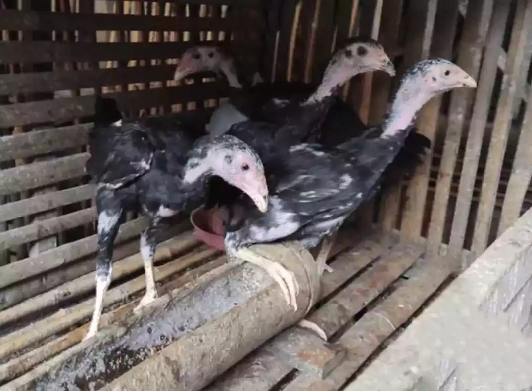 Ayam Bangkok