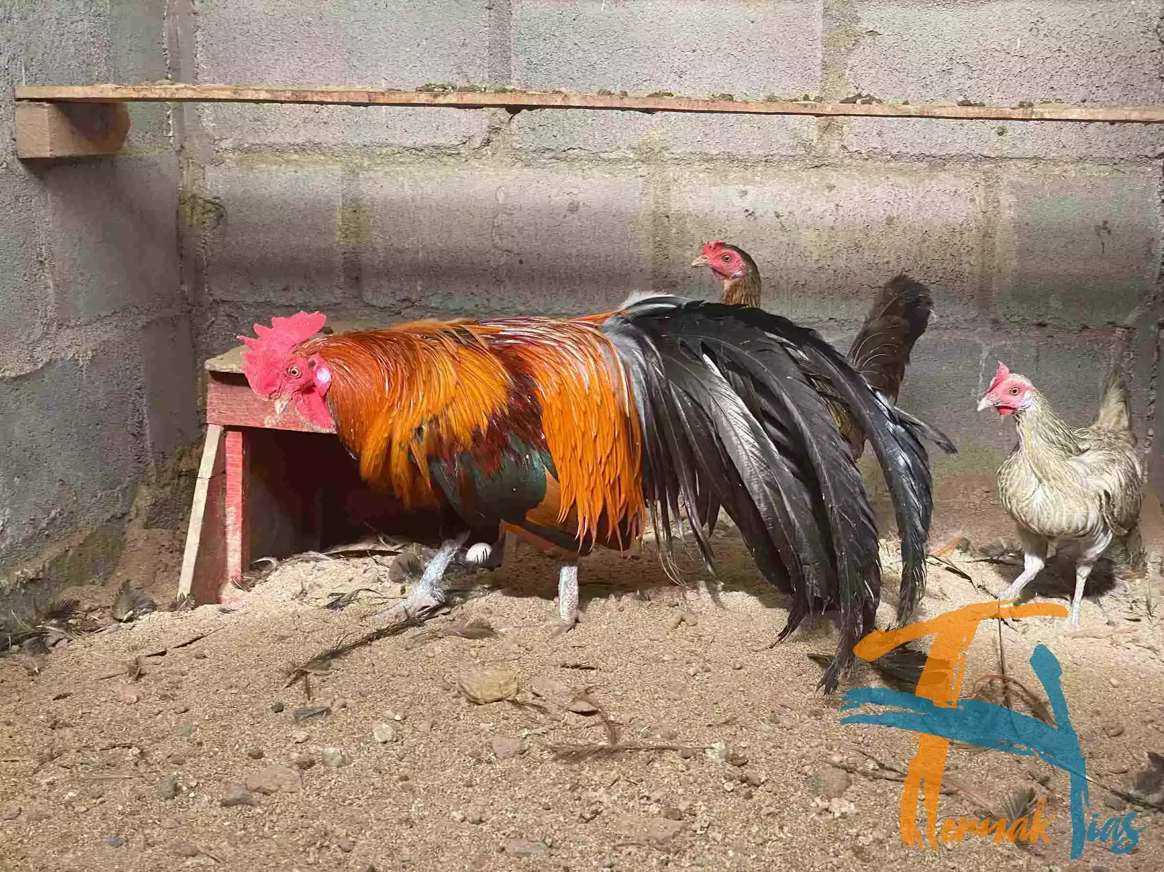 Ayam Phoenix