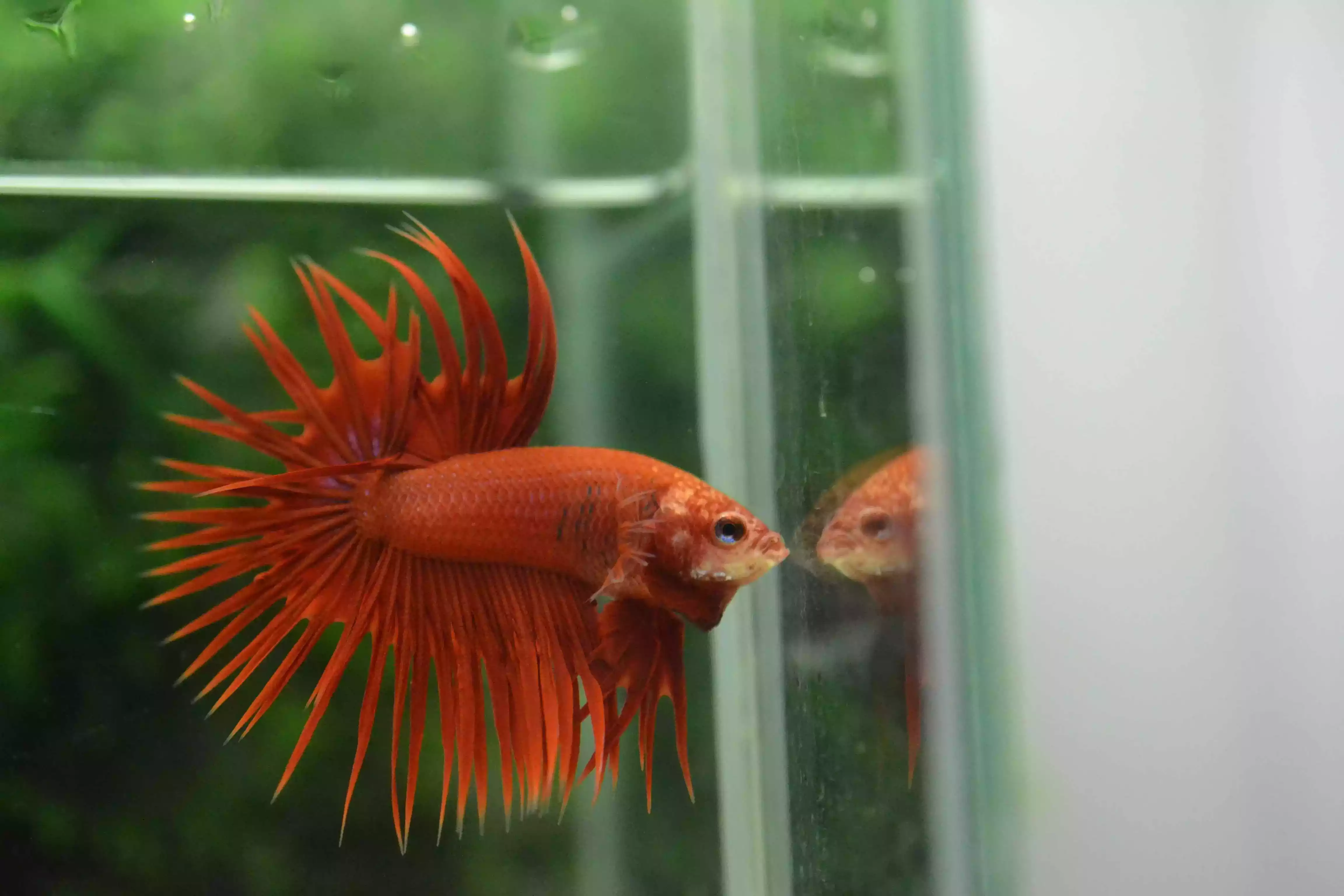 Ikan Cupang Crowntail Red