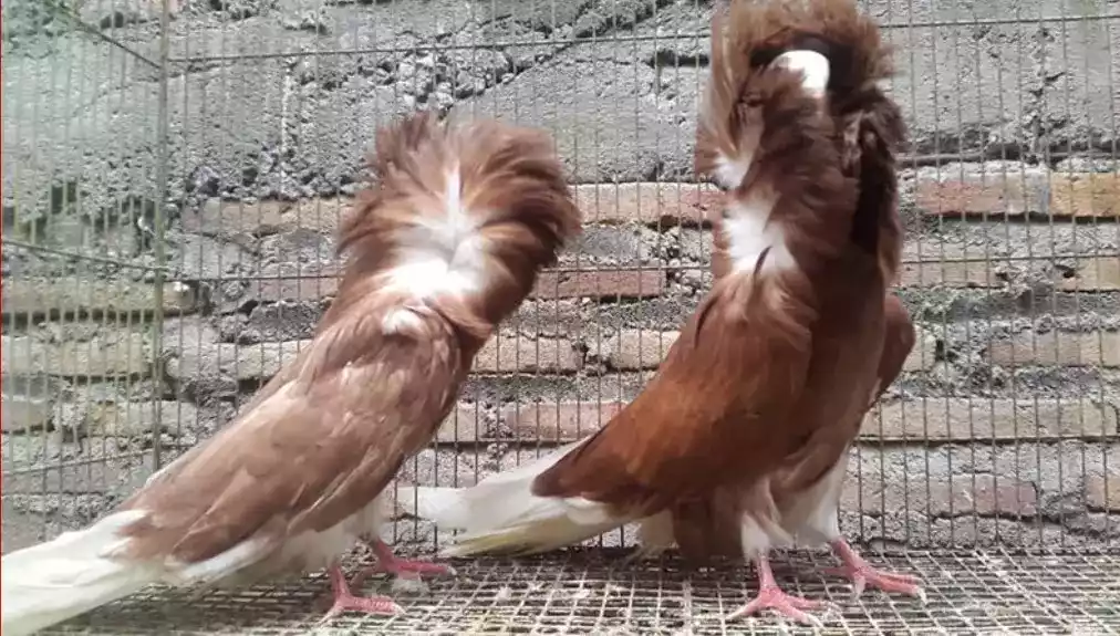 Burung Merpati Jacobin