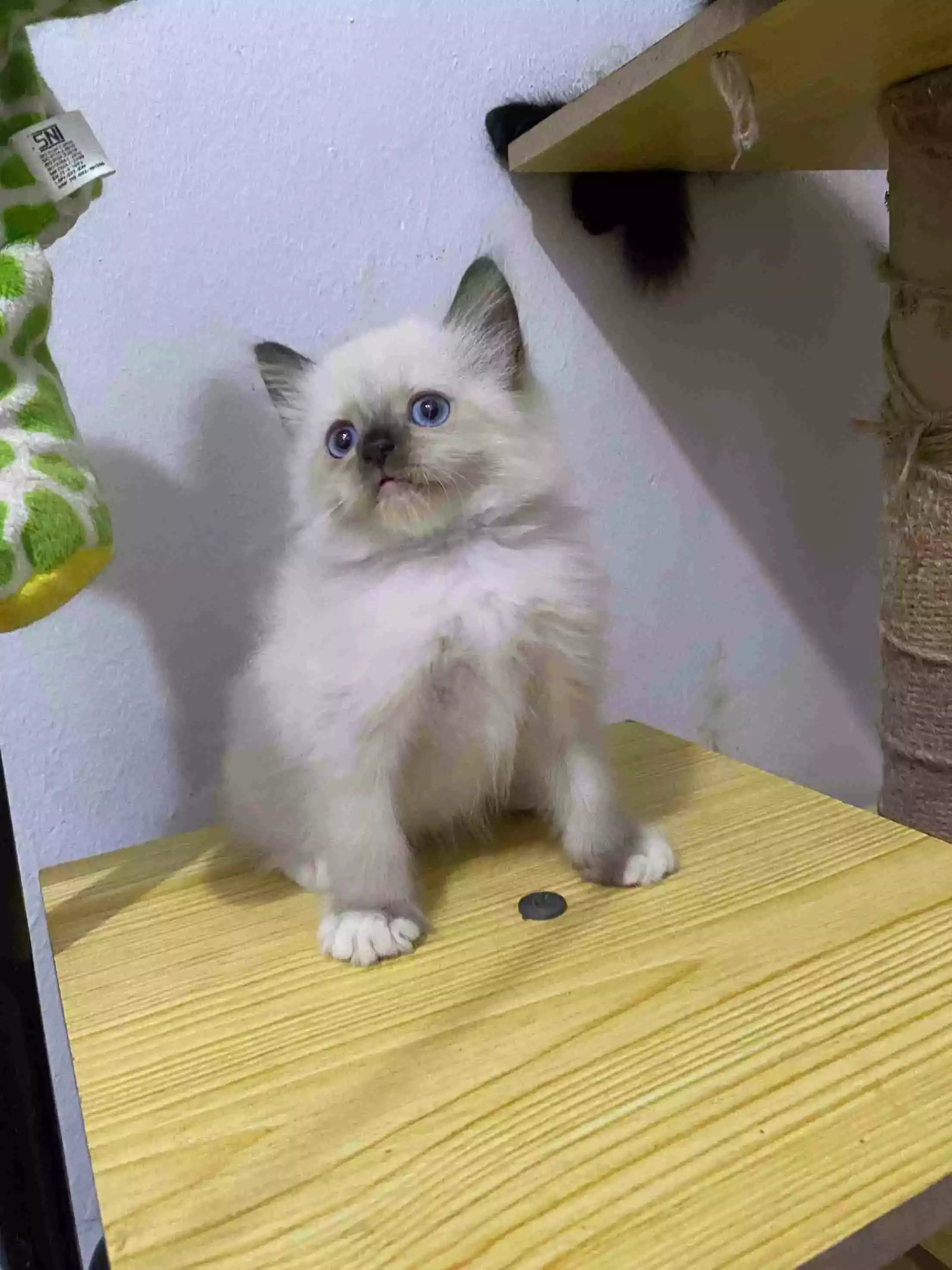 Kucing Himalaya Seal Point Bulu Lebat Aktif