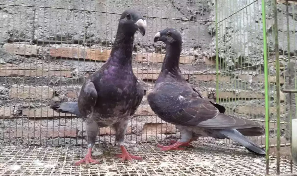 Burung Merpati English Carrier