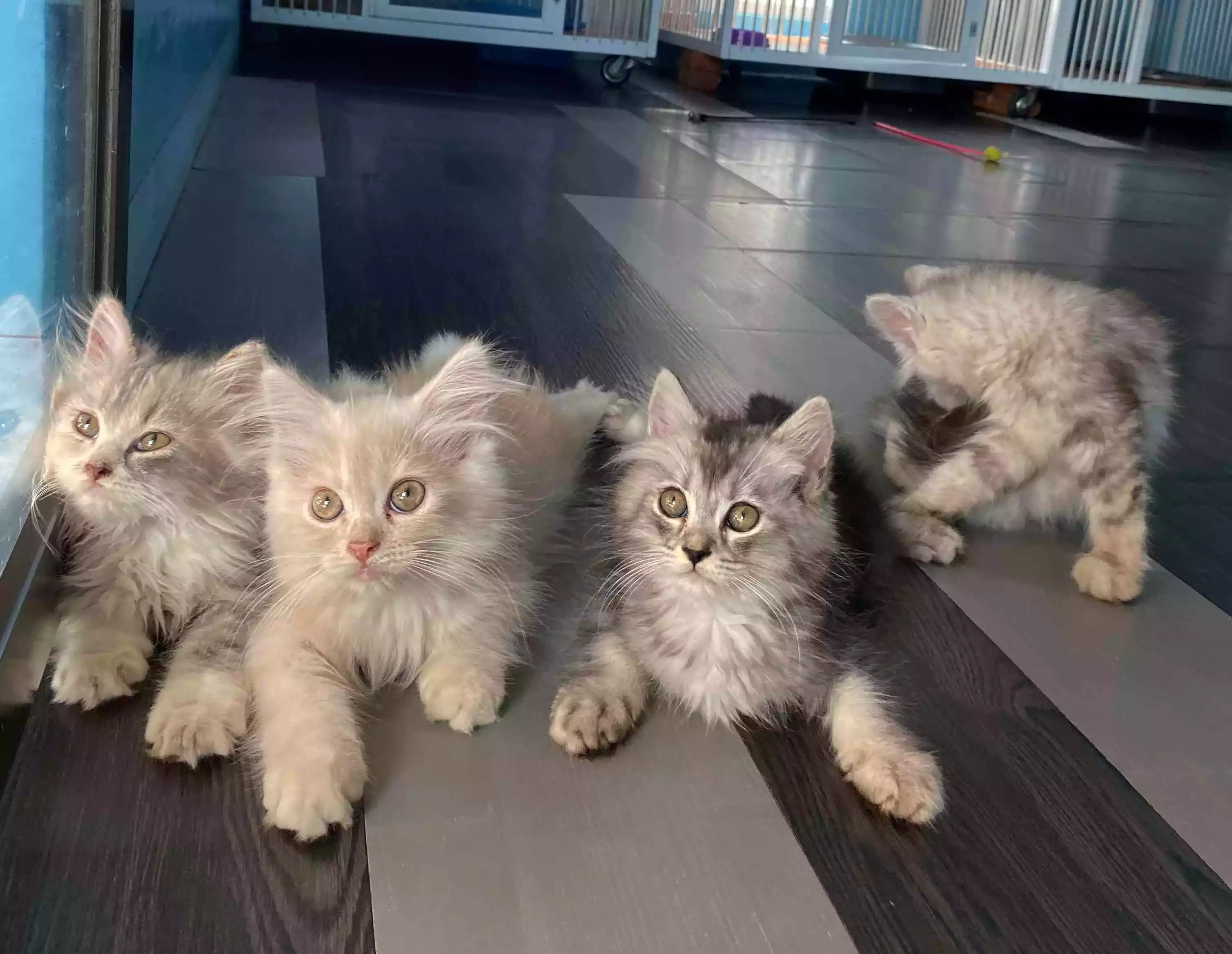 Kucing Persia
