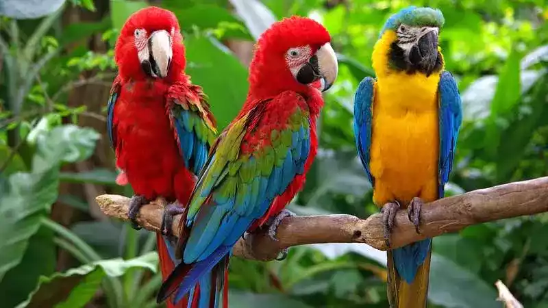 Burung Macaw