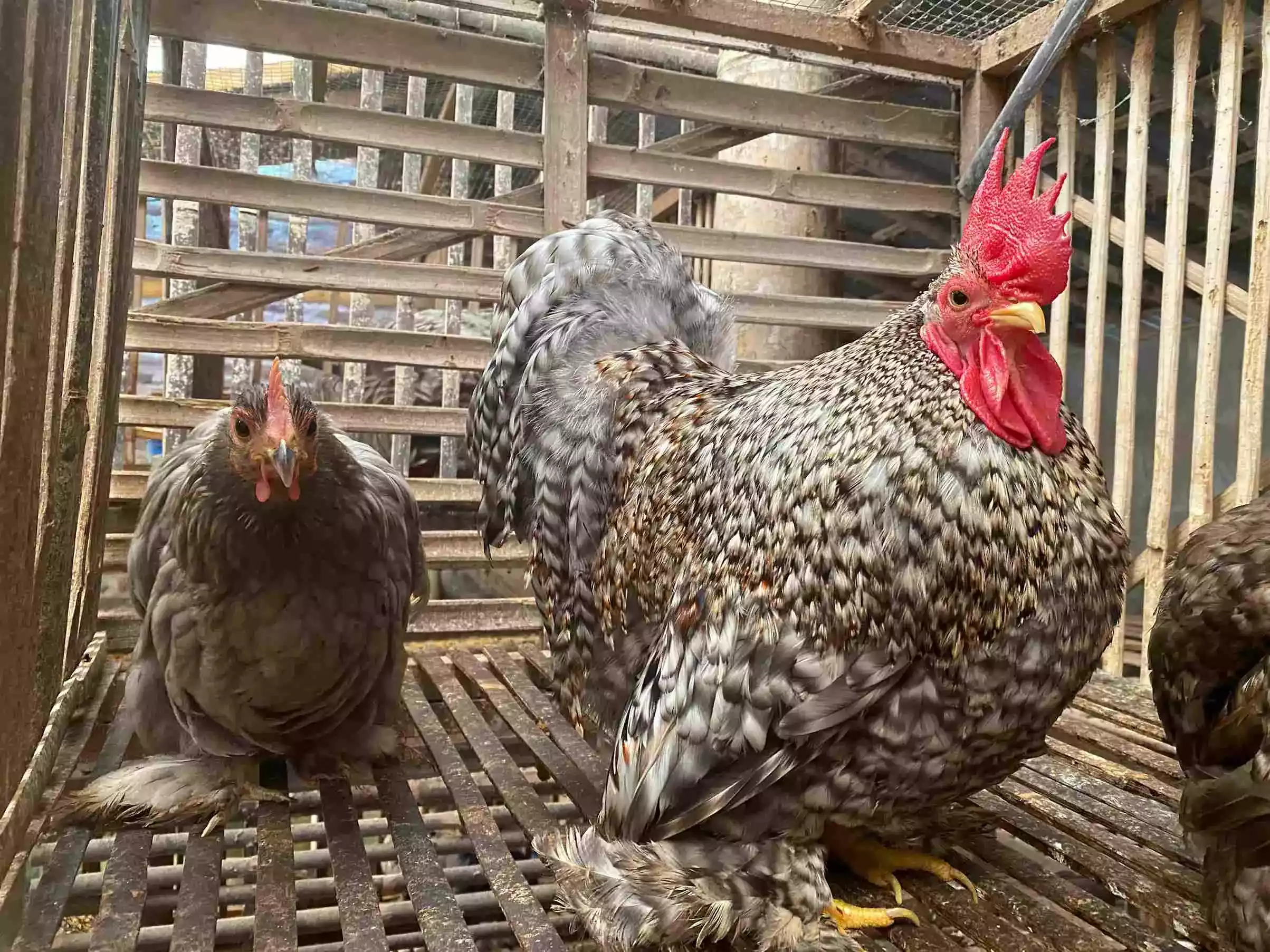 Ayam Cochin