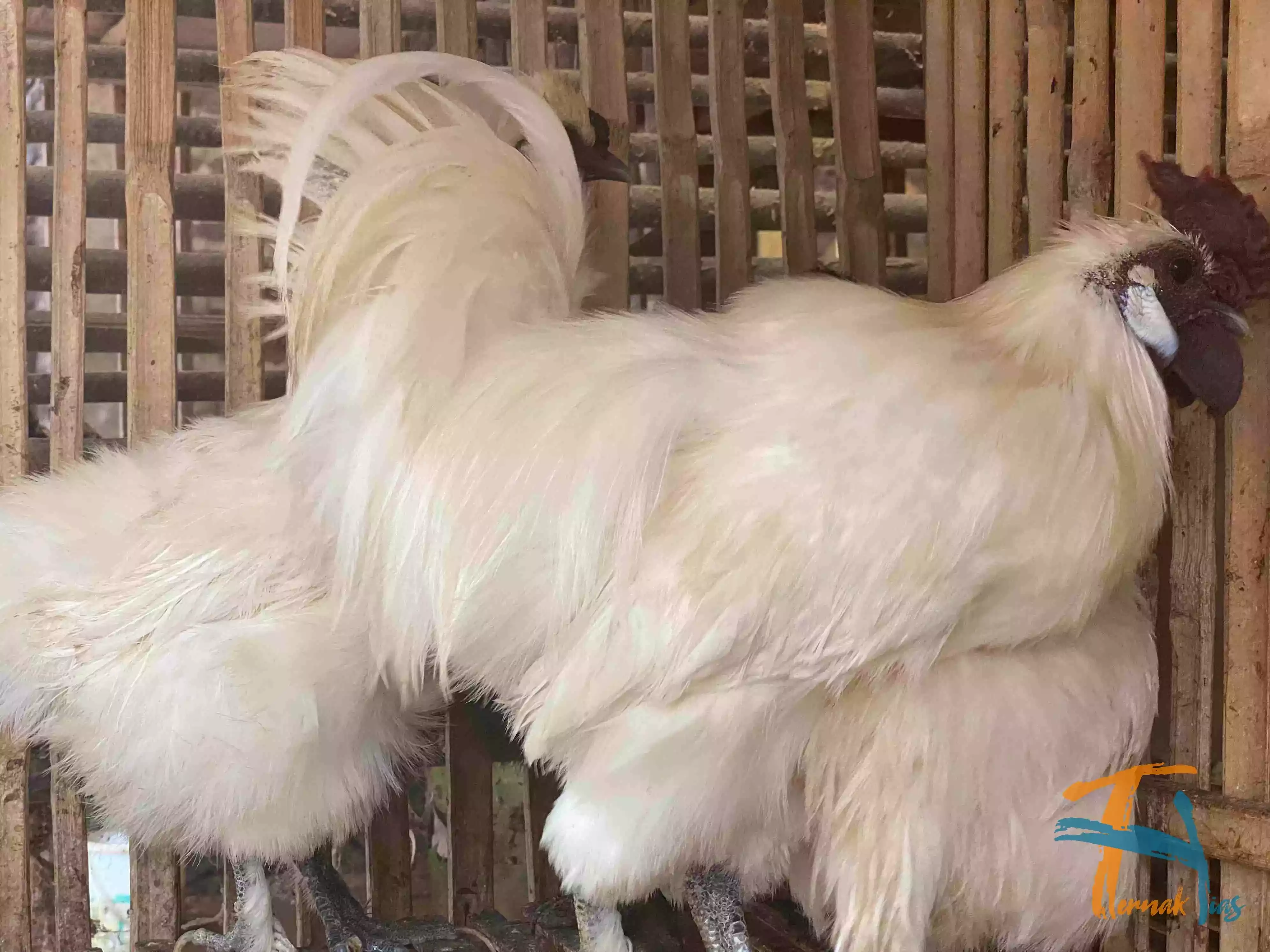 Ayam Kapas